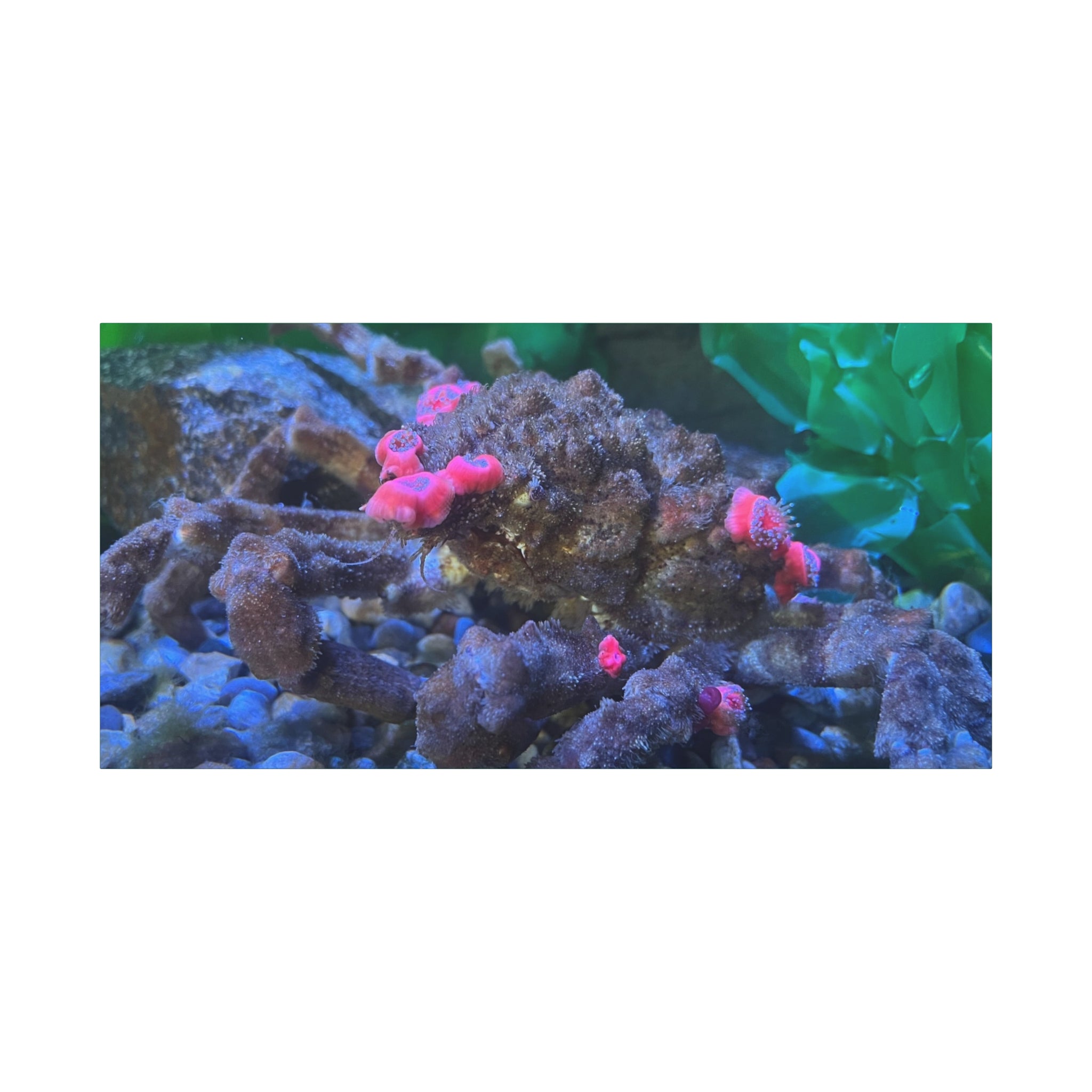 Decorator Crab Canvas Print — Colorful Underwater Art, Matte Stretched 1.25"