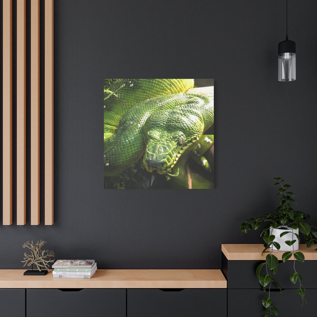 Green Tree Python Canvas Print — Tropical Snake Wall Art (Matte Stretched)