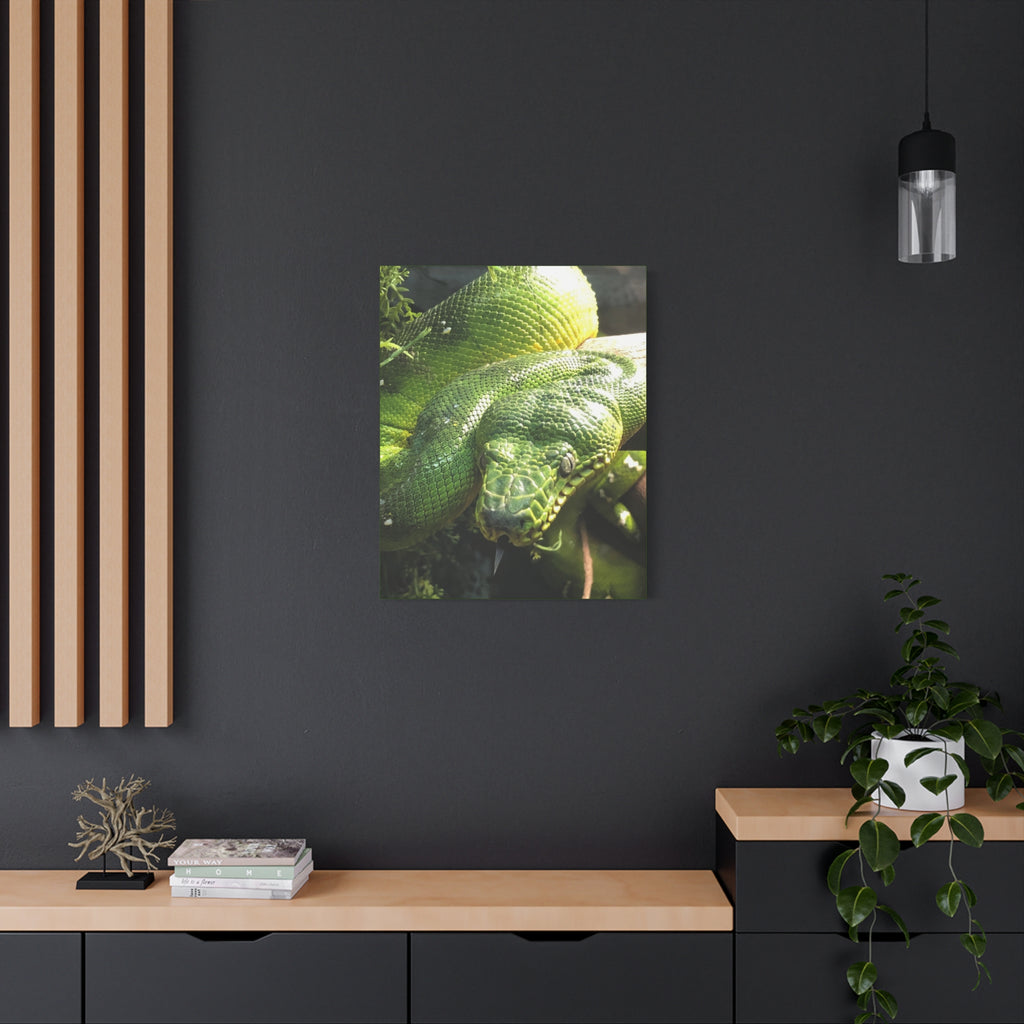 Green Tree Python Canvas Print — Tropical Snake Wall Art (Matte Stretched)
