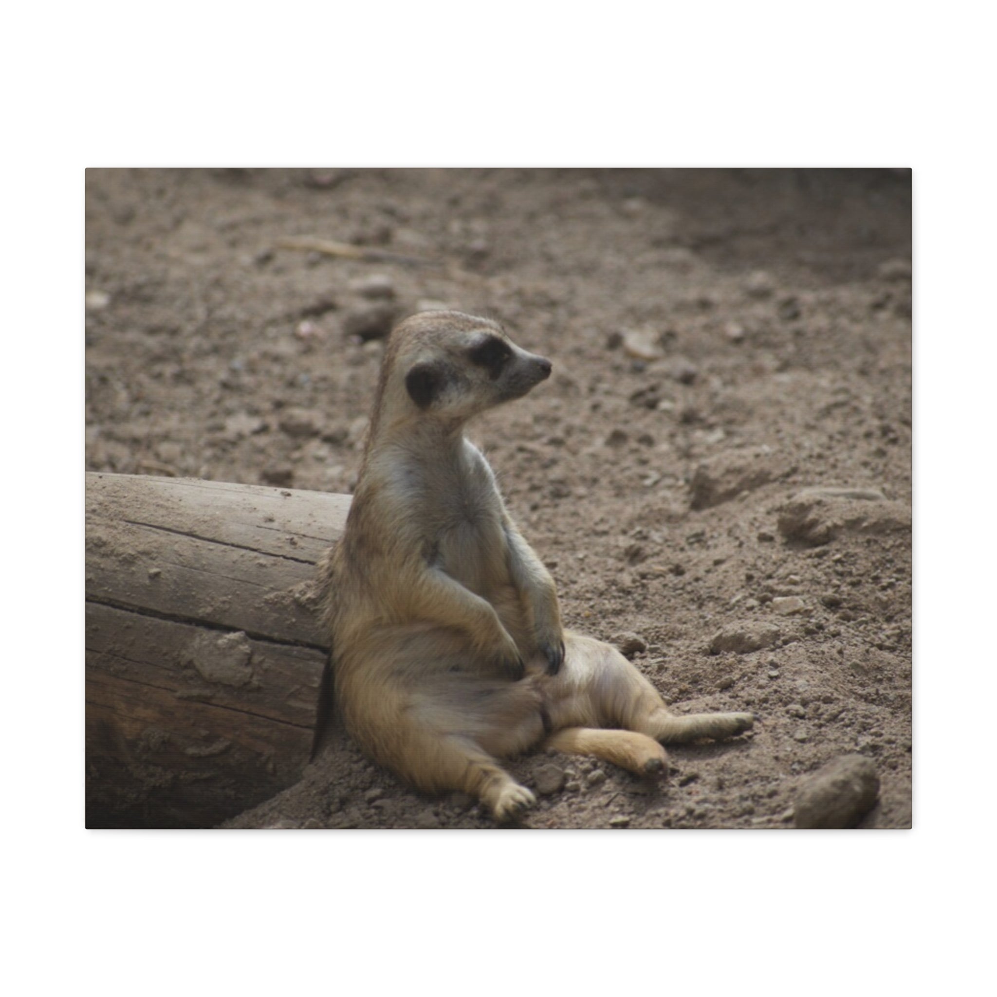 Relaxed Meerkat Matte Canvas Wall Art — Cute Animal Photo Print