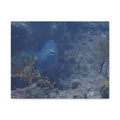 Underwater Parrotfish Canvas Print — Tropical Reef Wall Art
