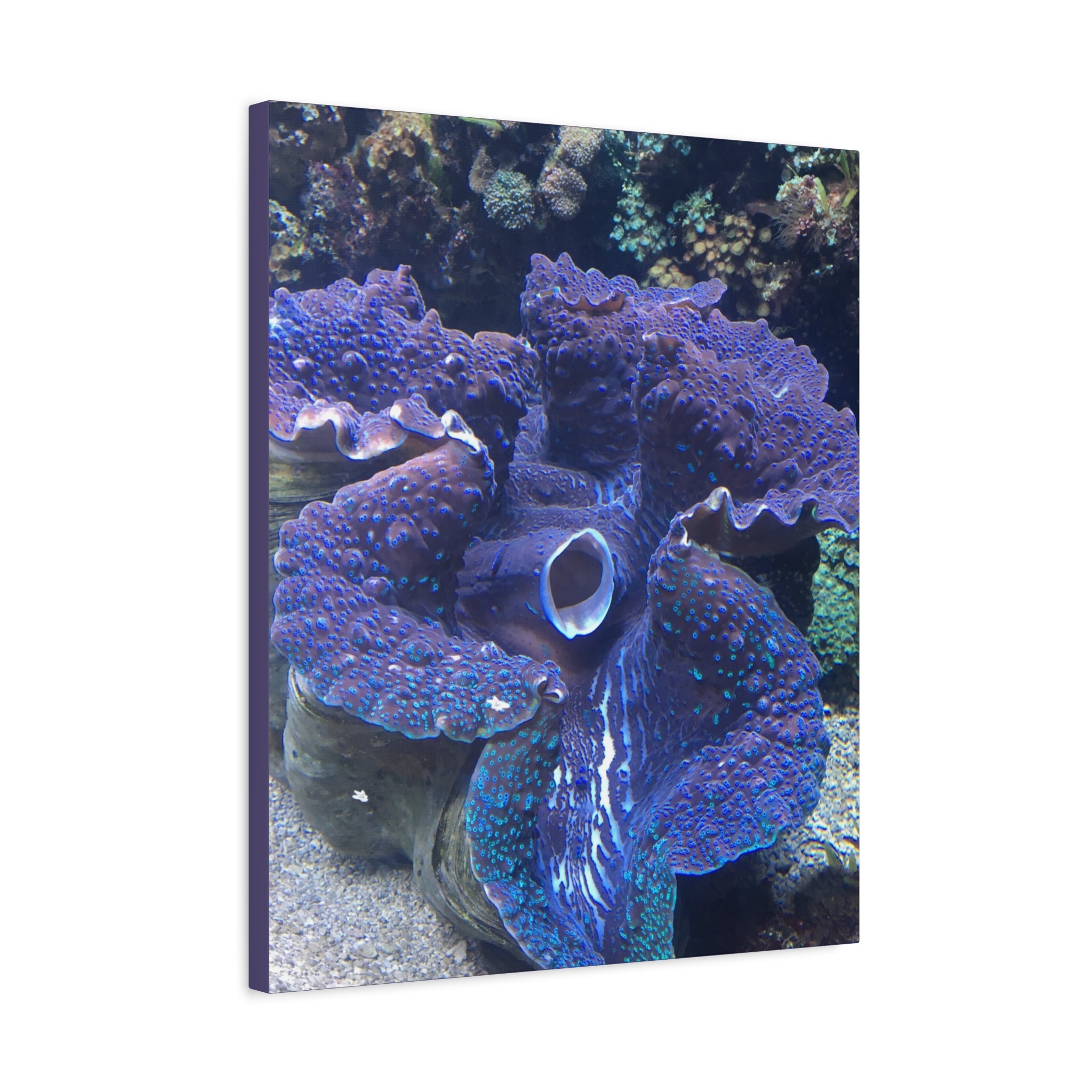 Blue Tridacna Clam Matte Canvas Print — Vibrant Ocean Coral Wall Art