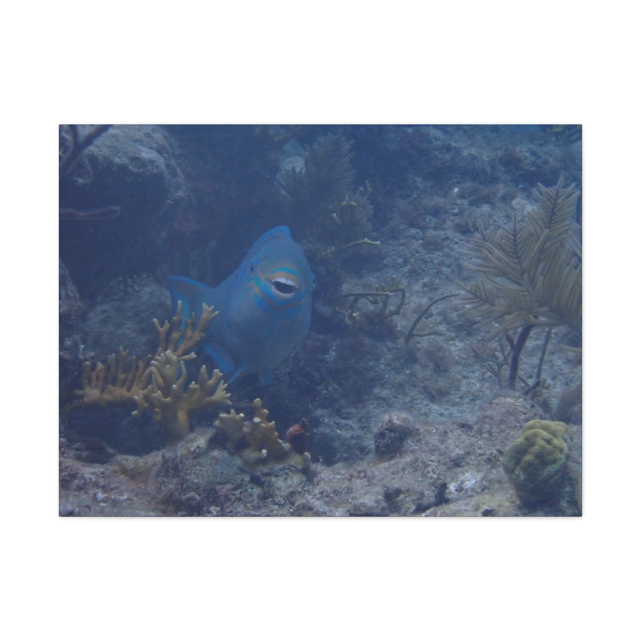 Underwater Parrotfish Canvas Print — Tropical Reef Wall Art
