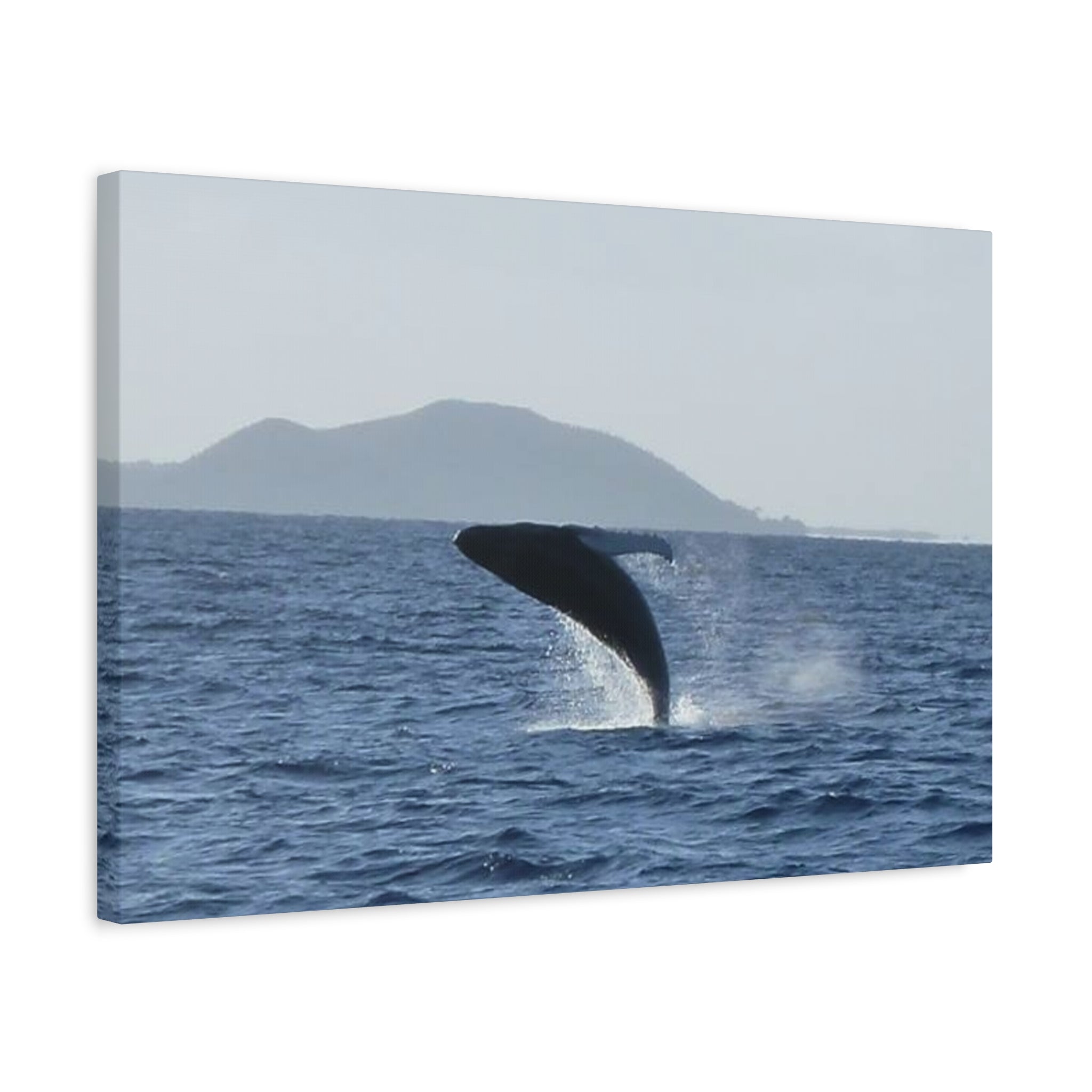 Humpback Whale Breach Matte Canvas Wall Art
