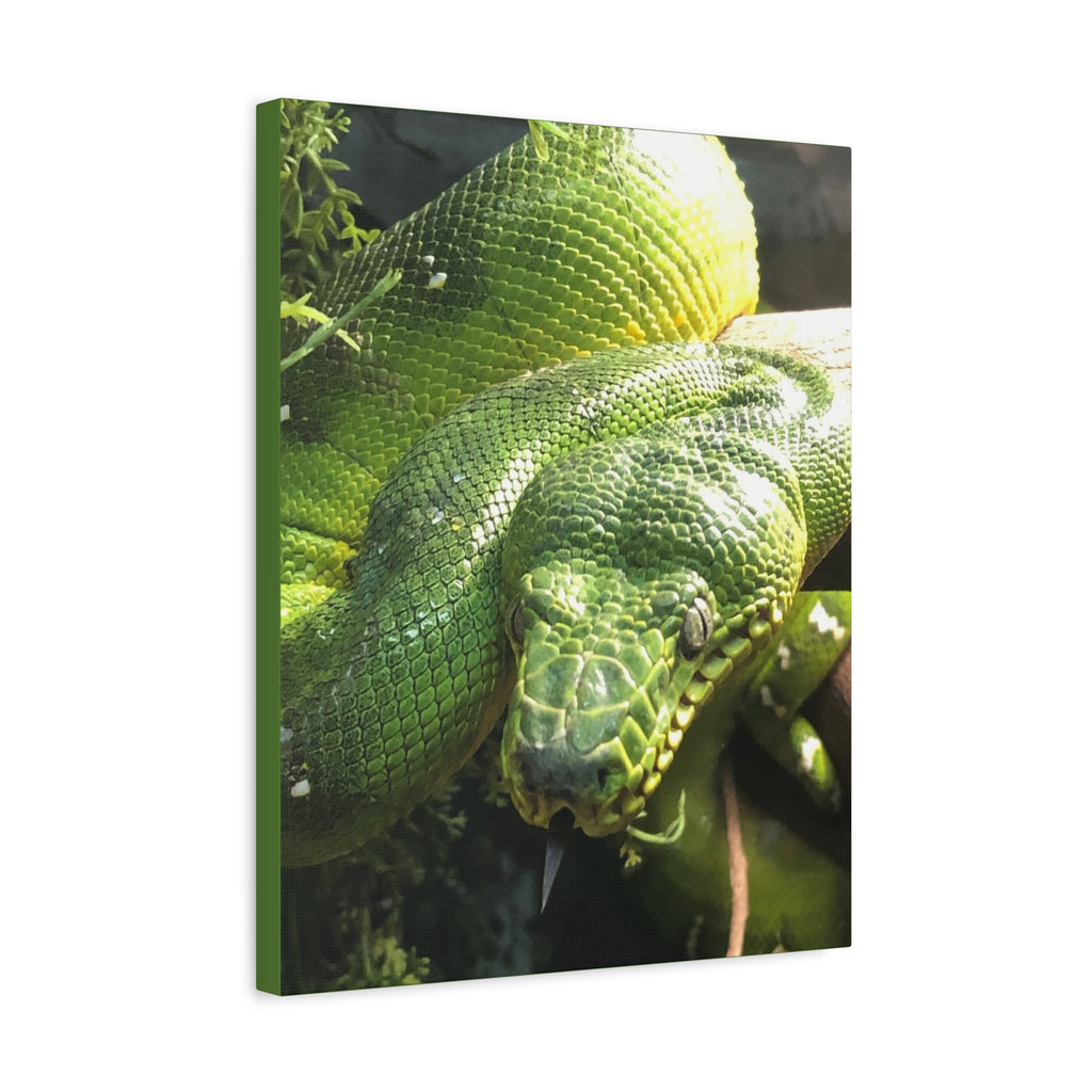 Green Tree Python Canvas Print — Tropical Snake Wall Art (Matte Stretched)