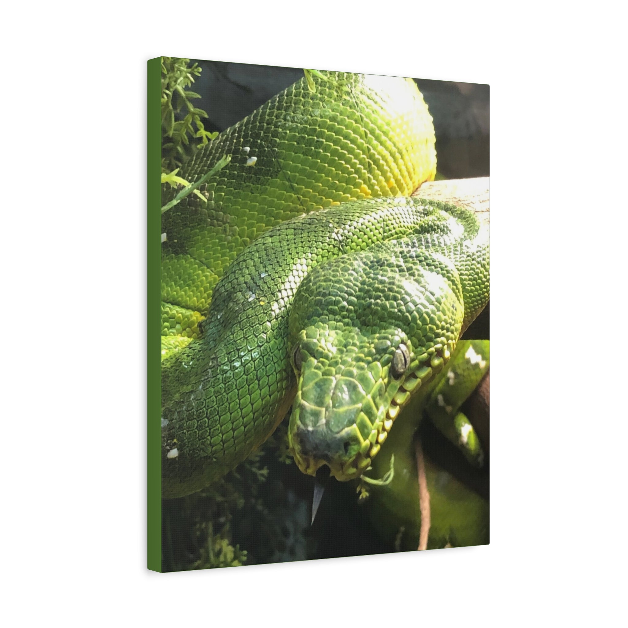 Green Tree Python Canvas Print — Tropical Snake Wall Art (Matte Stretched)