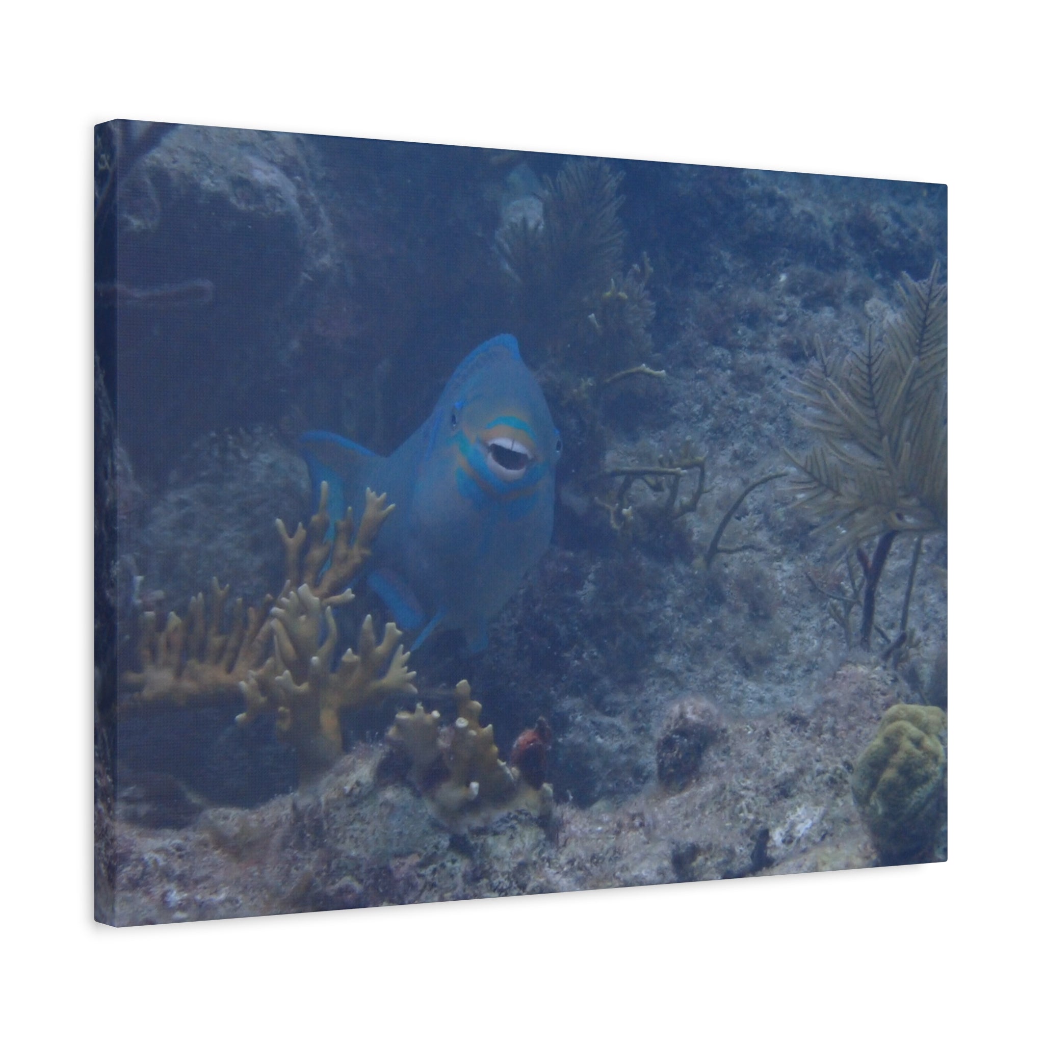 Underwater Parrotfish Canvas Print — Tropical Reef Wall Art