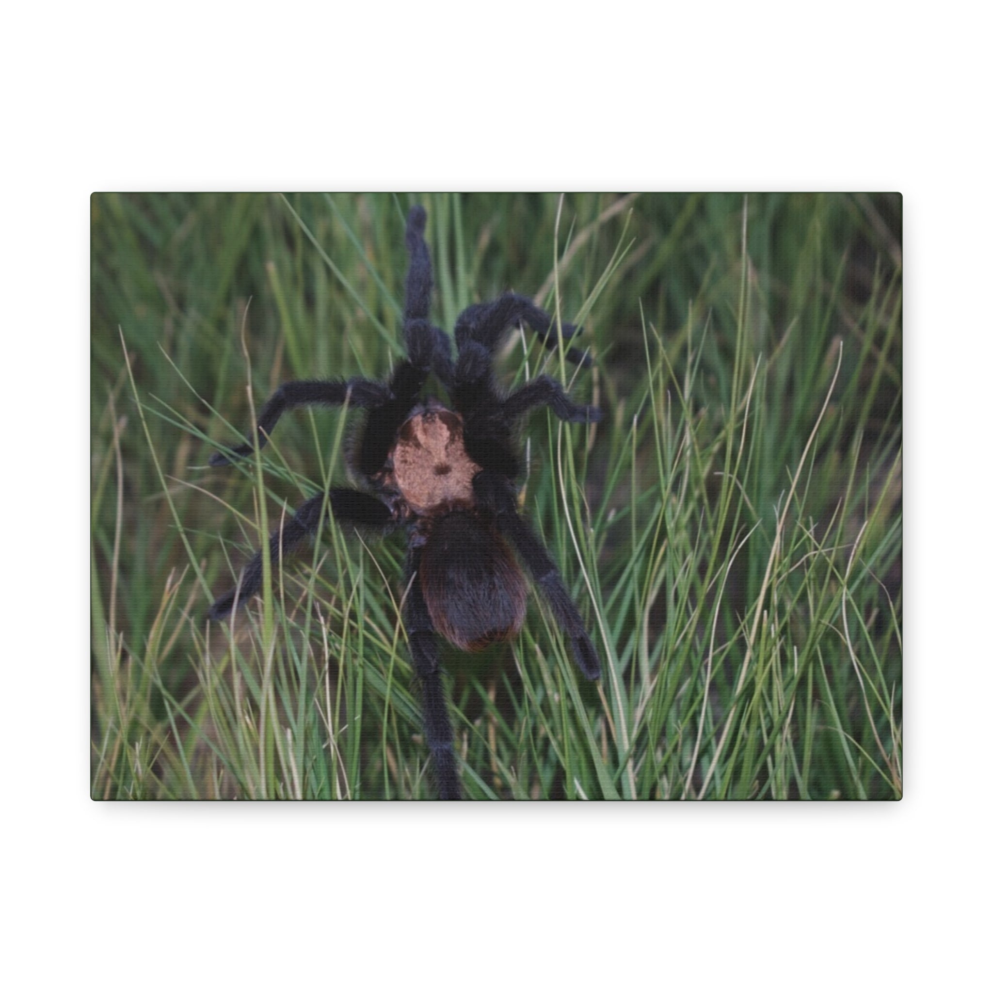 Roaming Tarantula Wall Art Canvas - Realistic Spider Photography on Matte Stretched Canvas