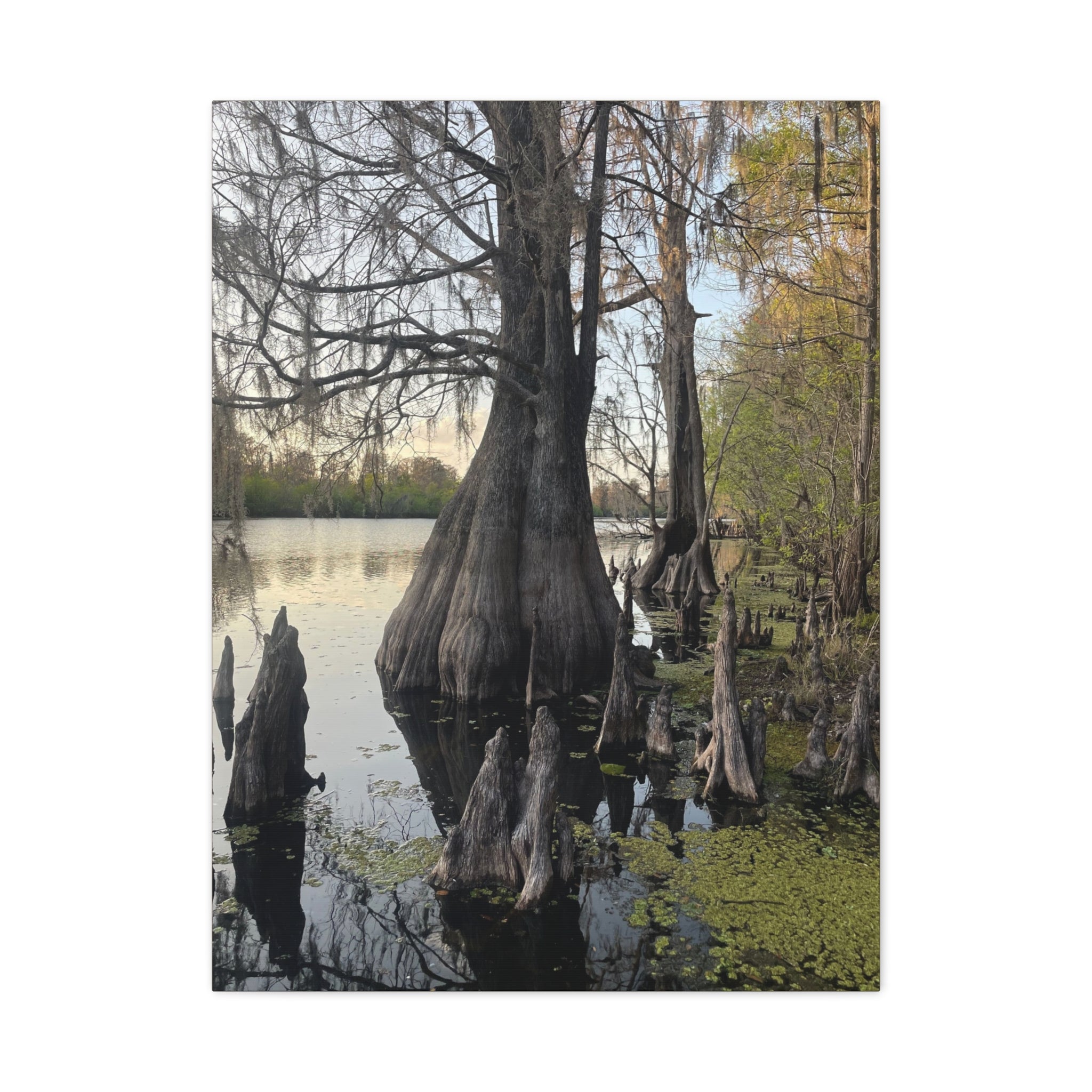 Swamp Matte Stretched Canvas
