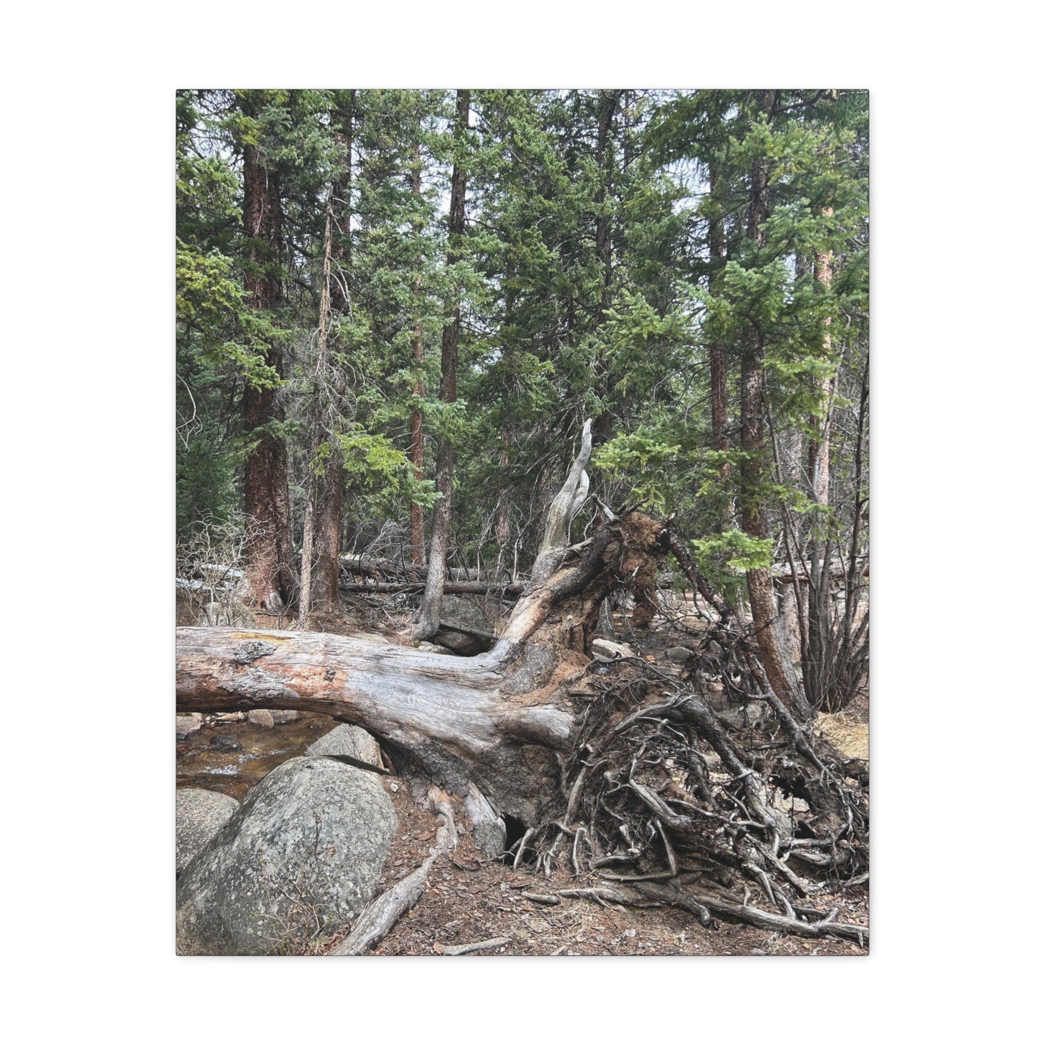Forest Rootscape Matte Canvas Print — Stretched Wall Art