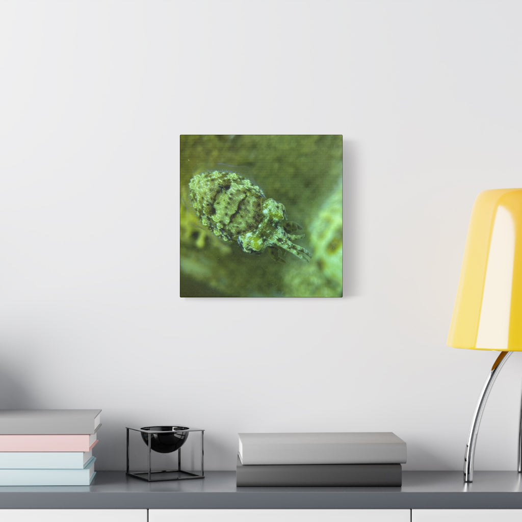 Dwarf Cuttlefish Canvas Print — Matte Stretched Sea Life Wall Art