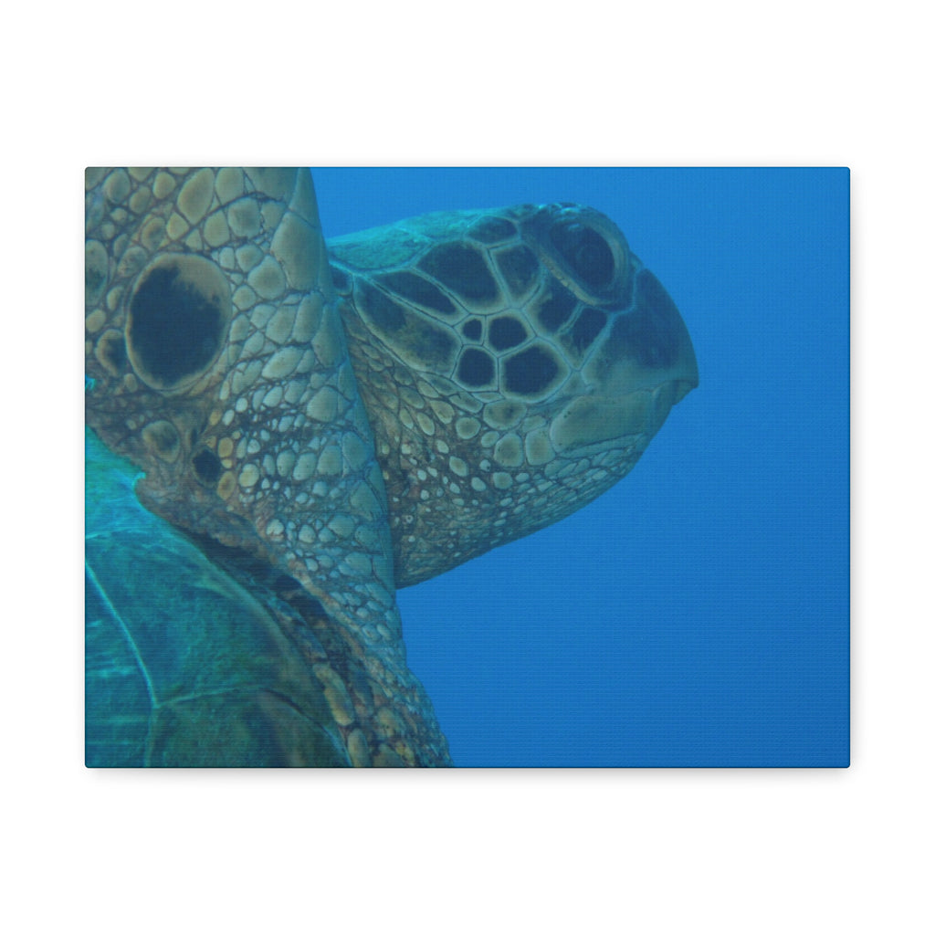 Green Sea Turtle Wall Canvas — Matte Stretched Ocean Photography Art