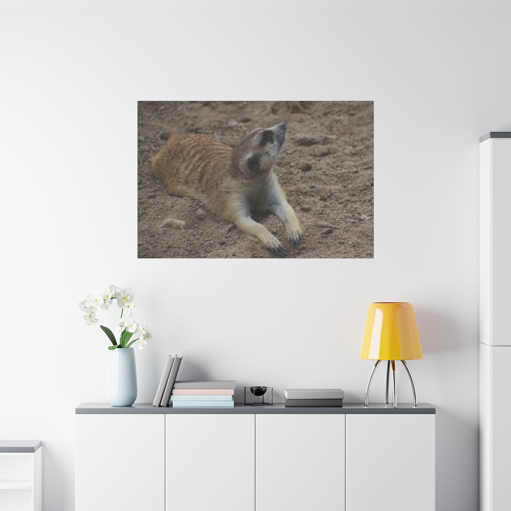 Meerkat Stretch Canvas Wall Art – Relaxed Desert Wildlife Print