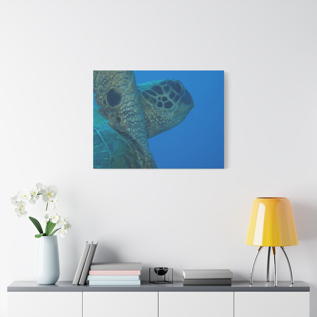 Green Sea Turtle Wall Canvas — Matte Stretched Ocean Photography Art