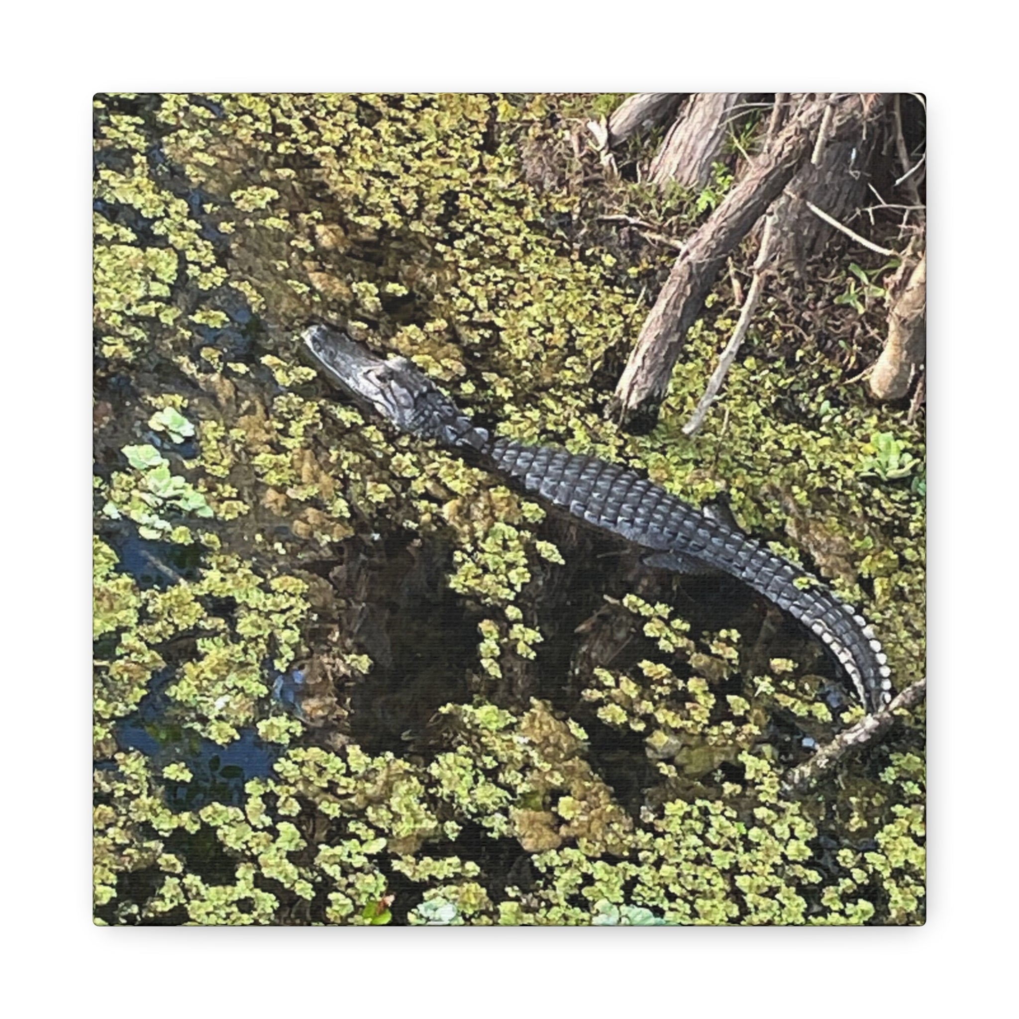 Alligator Photography Canvas Print — Matte Stretched Wall Art