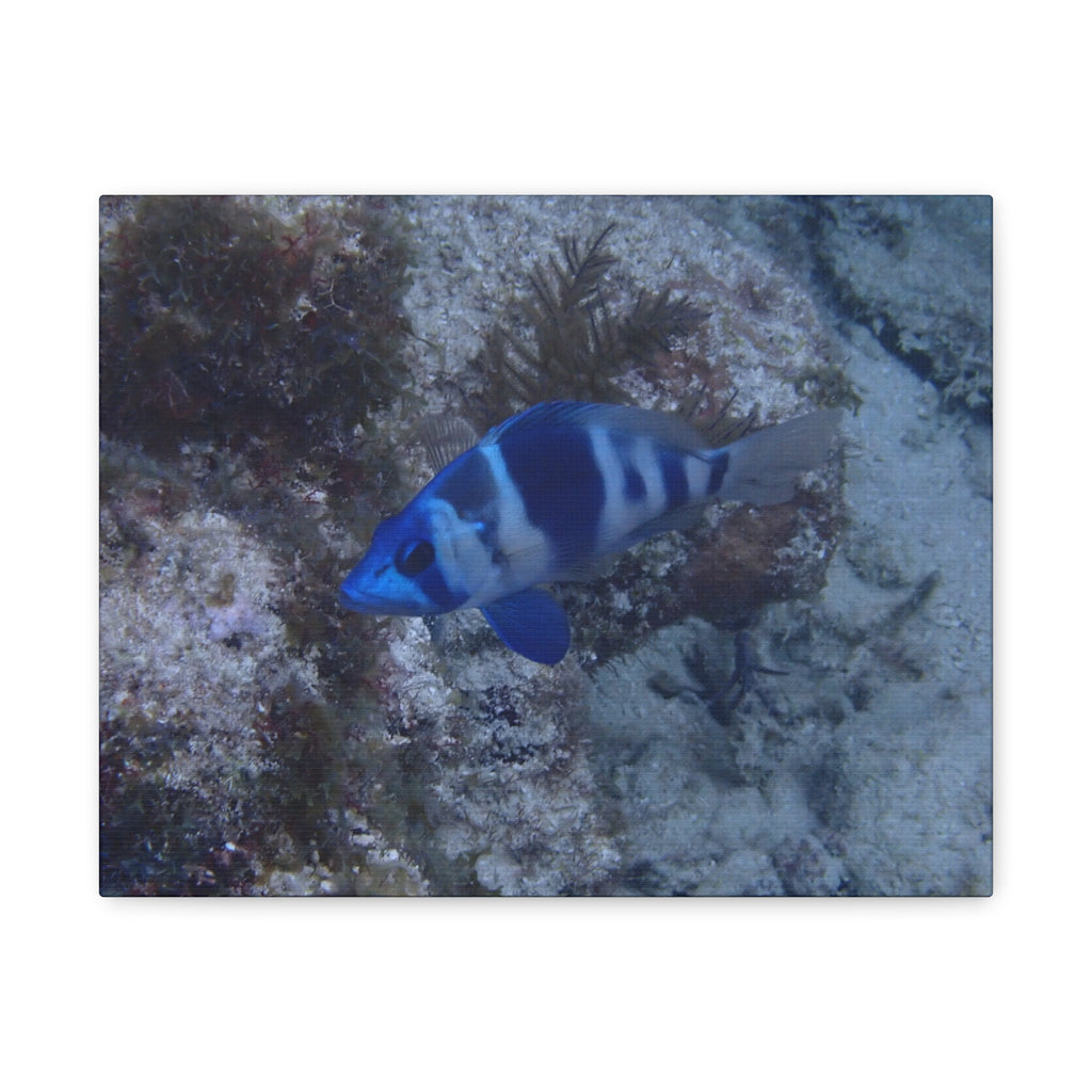 Indigo Hamlet Canvas Print — Underwater Matte Stretched Wall Art