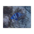 Indigo Hamlet Canvas Print — Underwater Matte Stretched Wall Art
