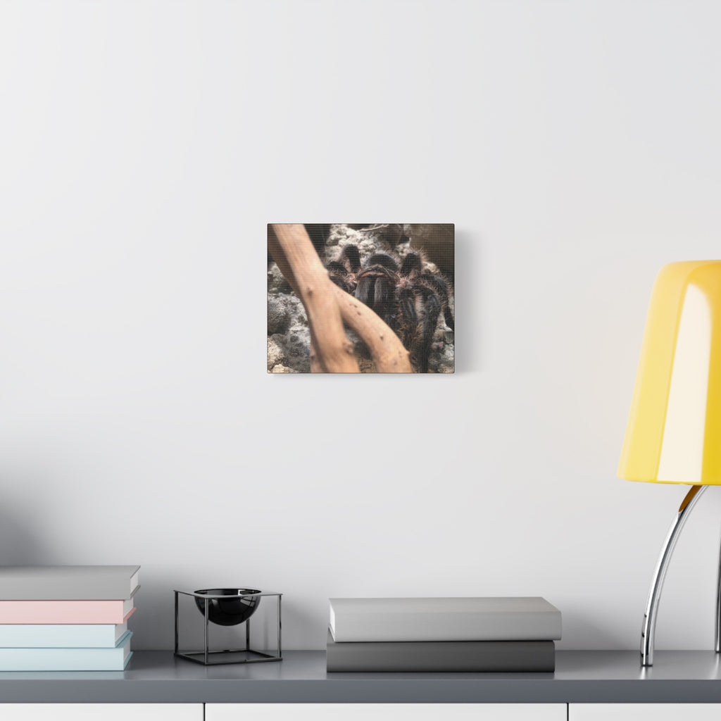 Tarantula Staredown Matte Canvas Print — Naturalistic Arachnid Wall Art