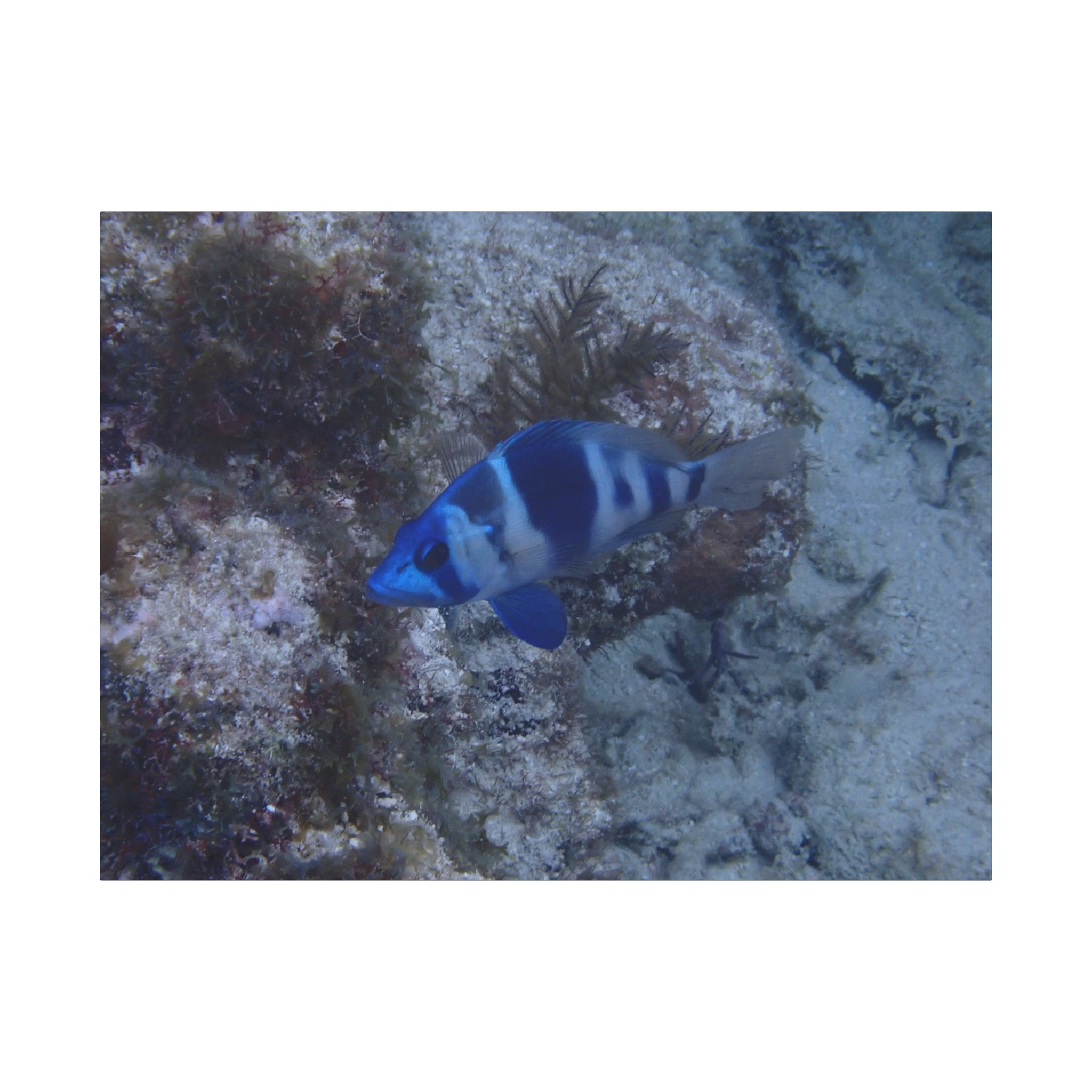Indigo Hamlet Canvas Print — Underwater Matte Stretched Wall Art