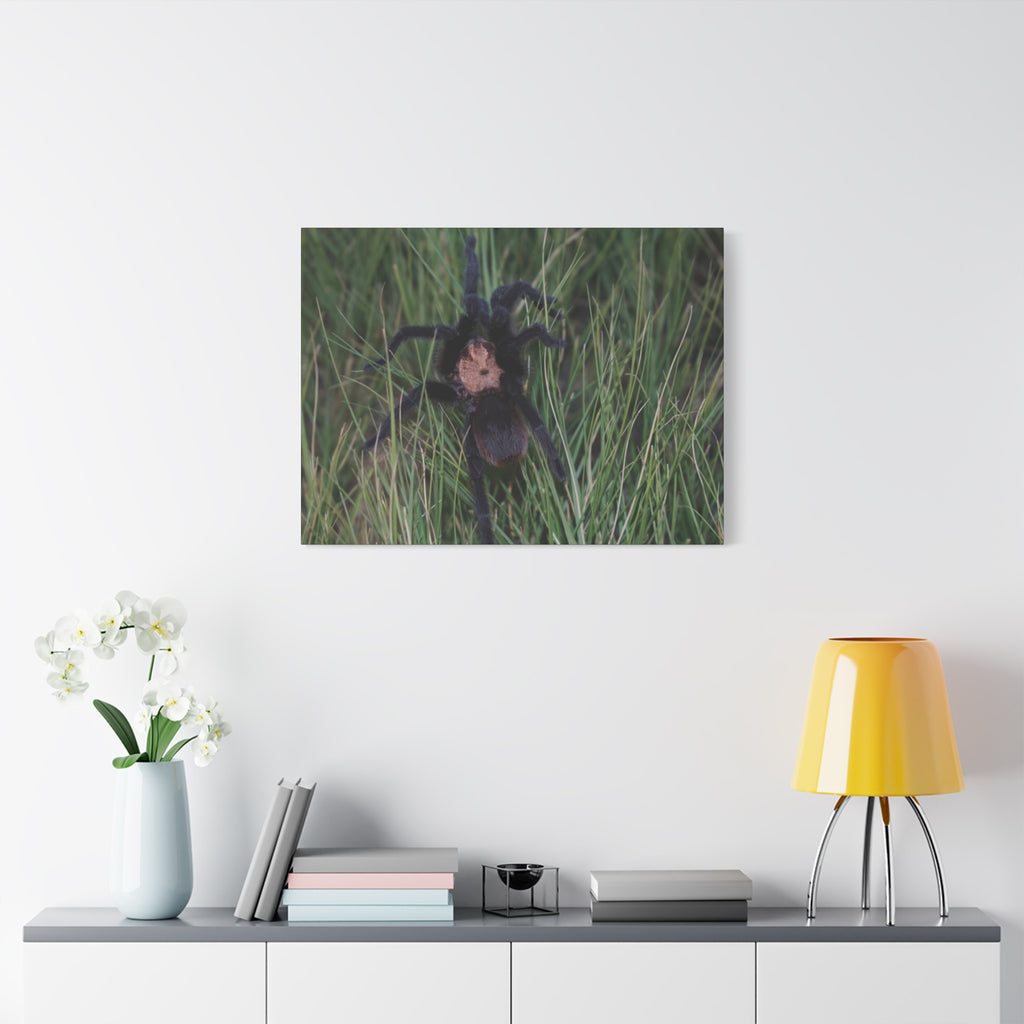 Roaming Tarantula Wall Art Canvas - Realistic Spider Photography on Matte Stretched Canvas