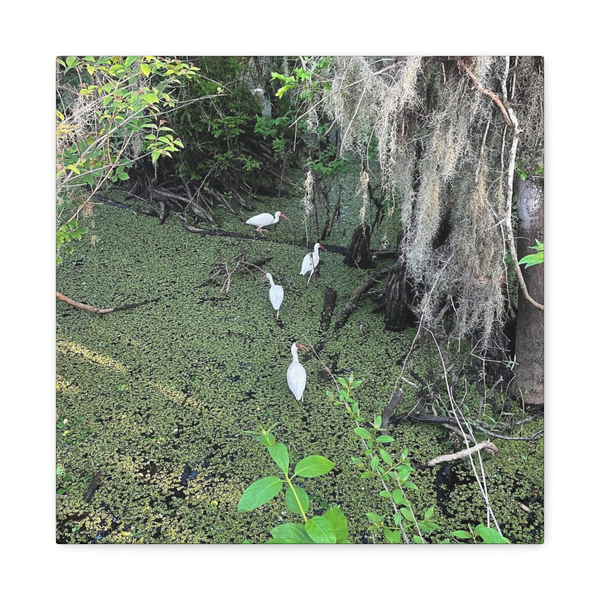 Swamp Egrets Canvas Print — Matte Stretched Nature Wall Art