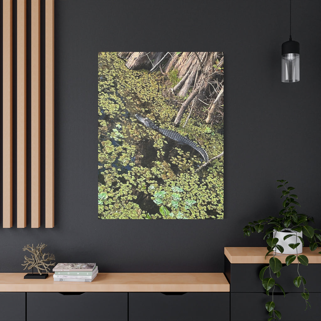 Alligator Photography Canvas Print — Matte Stretched Wall Art