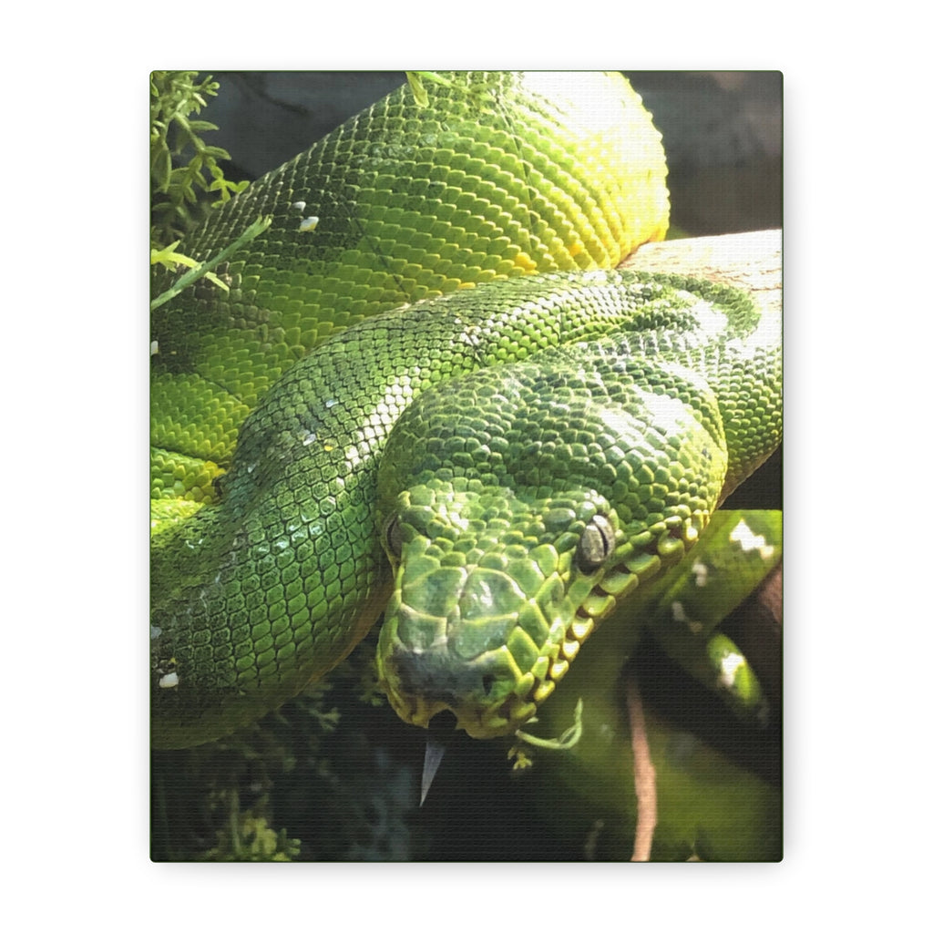Green Tree Python Canvas Print — Tropical Snake Wall Art (Matte Stretched)