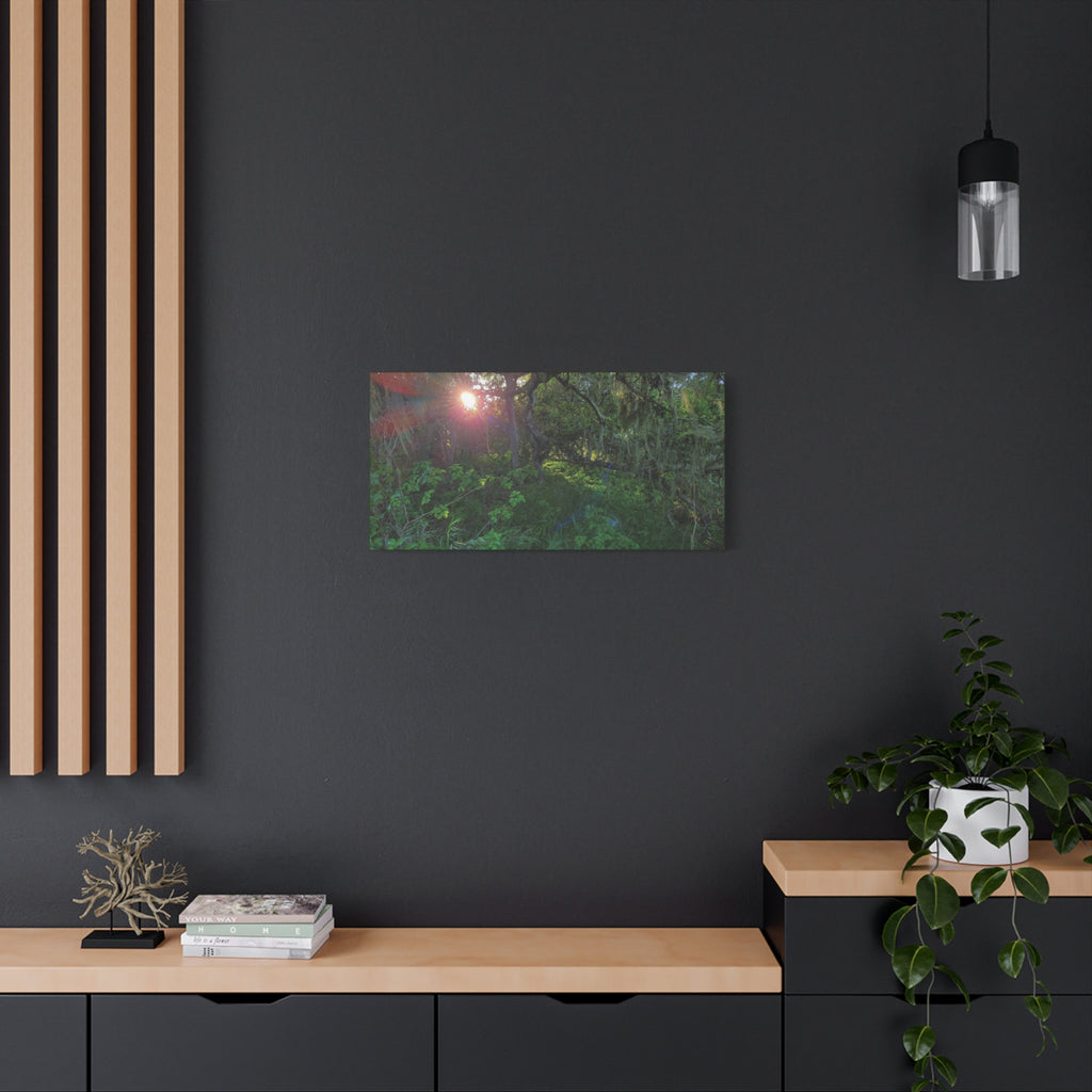 Sunlit Mossy Forest Canvas — Matte Stretched Wall Art