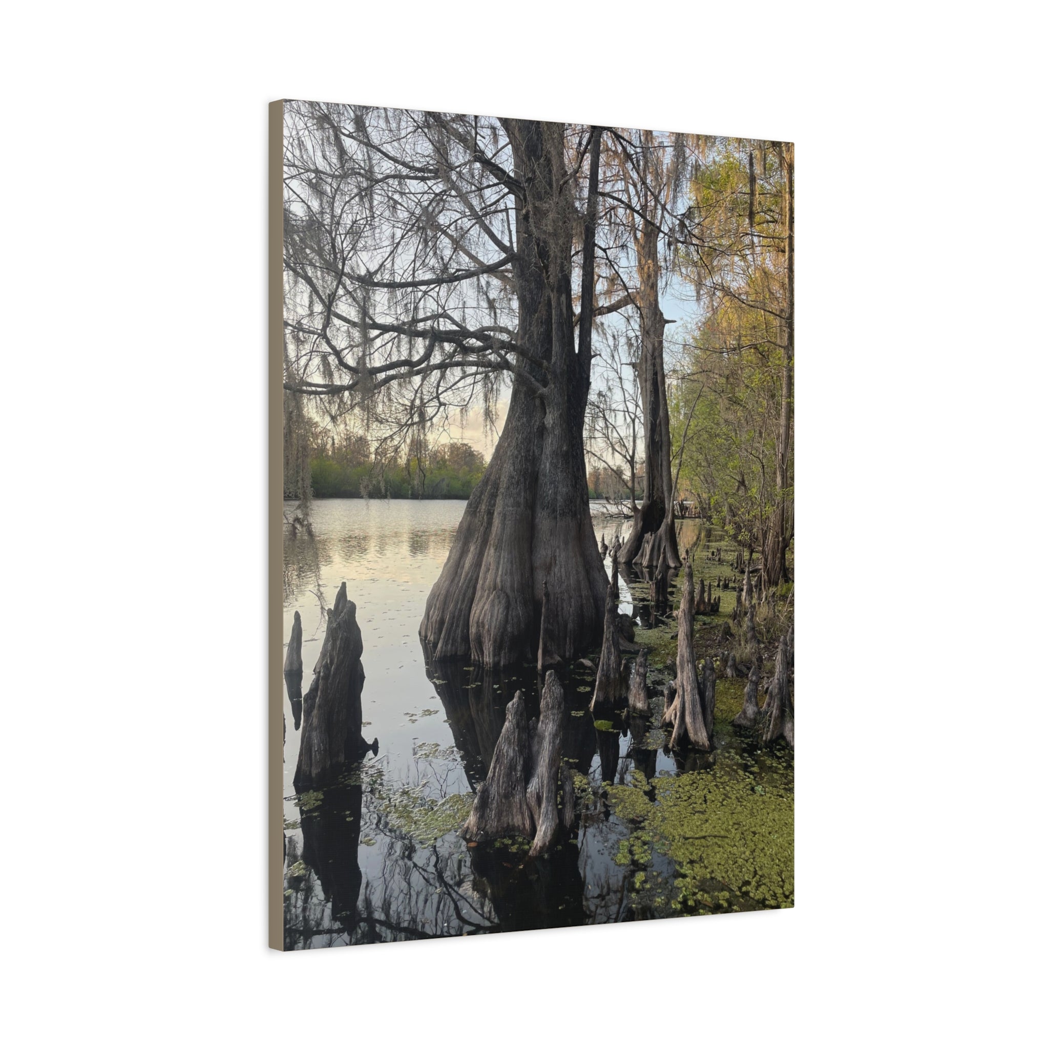 Swamp Matte Stretched Canvas