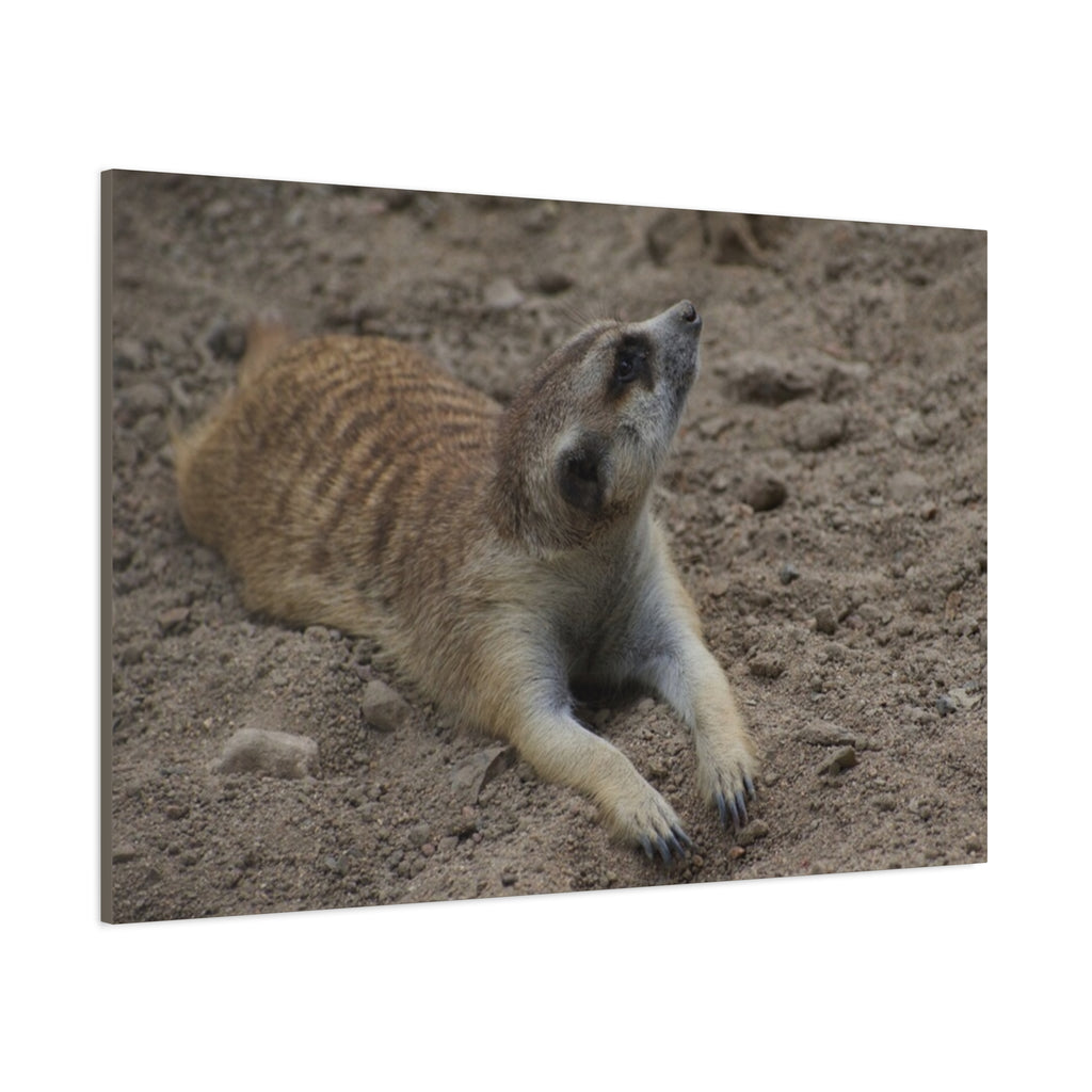 Meerkat Stretch Canvas Wall Art – Relaxed Desert Wildlife Print