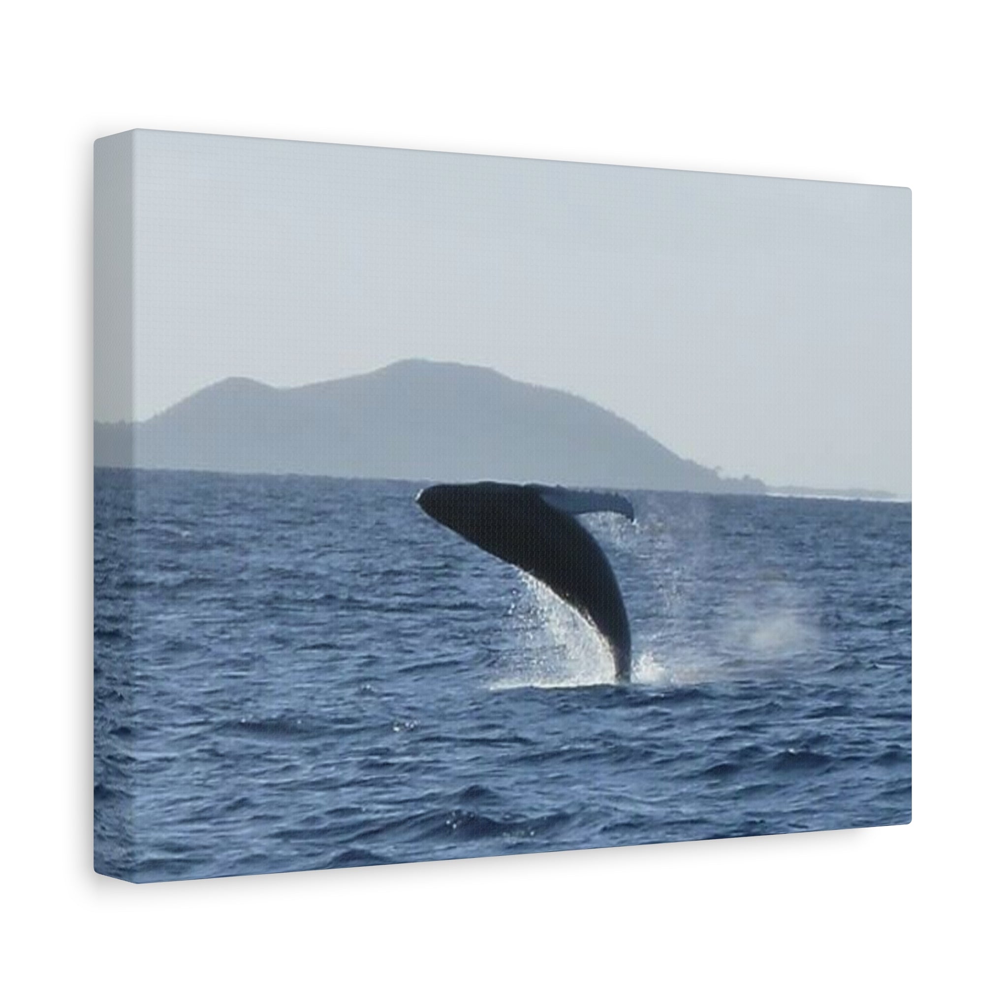 Humpback Whale Breach Matte Canvas Wall Art