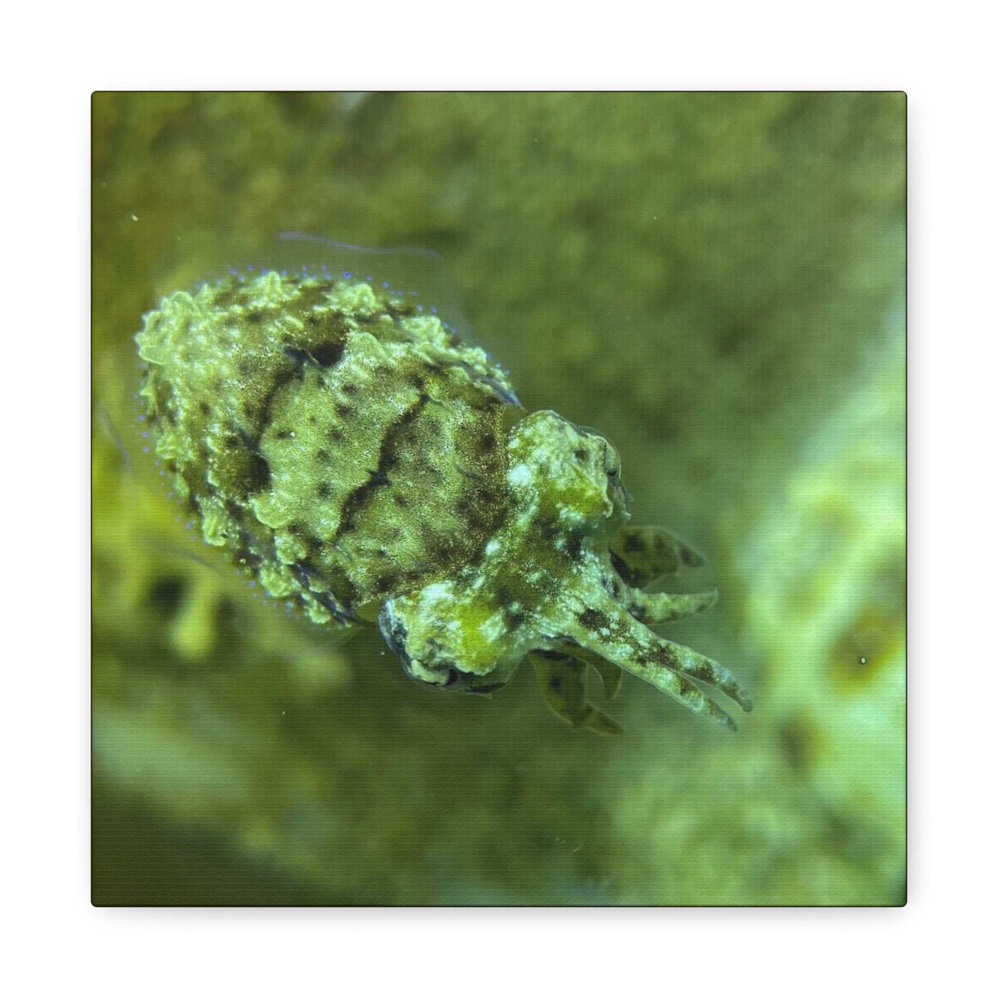 Dwarf Cuttlefish Canvas Print — Matte Stretched Sea Life Wall Art
