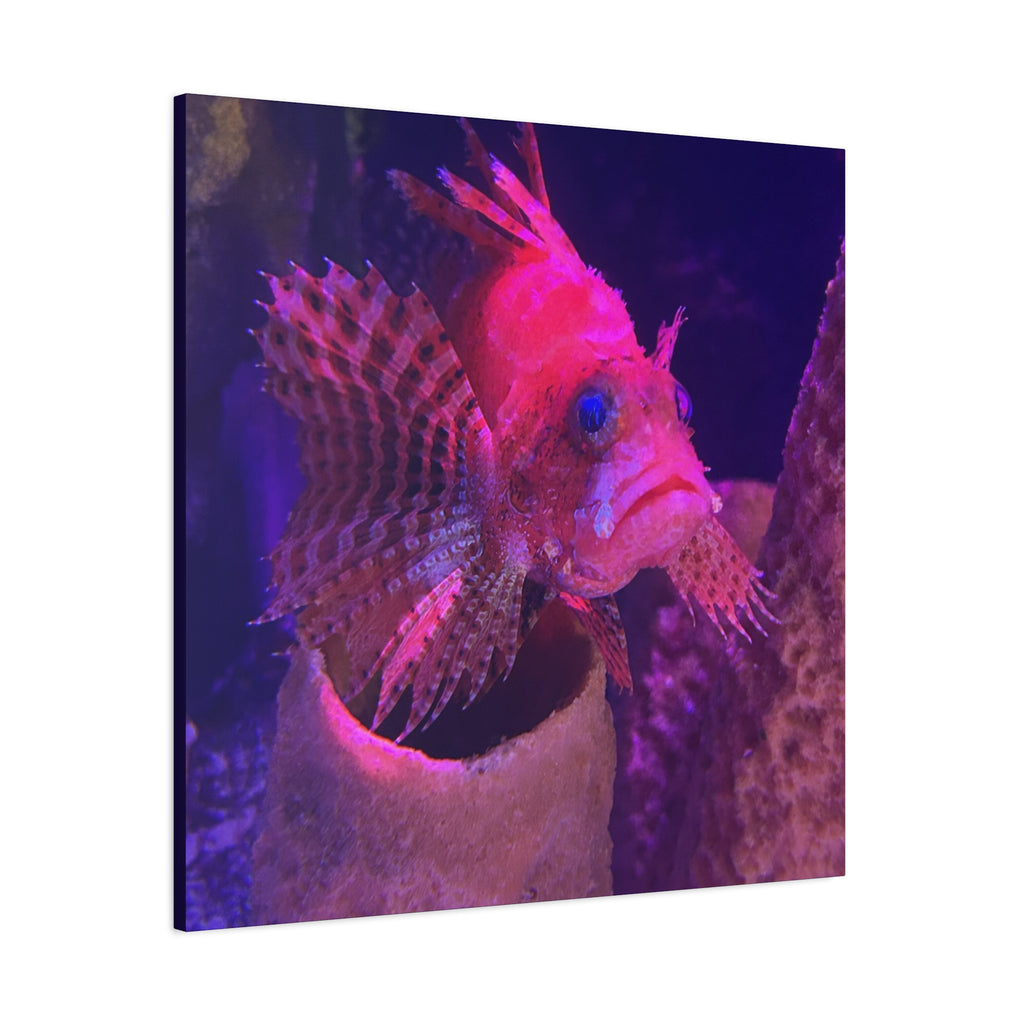 Fuzzy Dwarf Lionfish Canvas Print — Vibrant Marine Wall Art (1.25" Stretched)