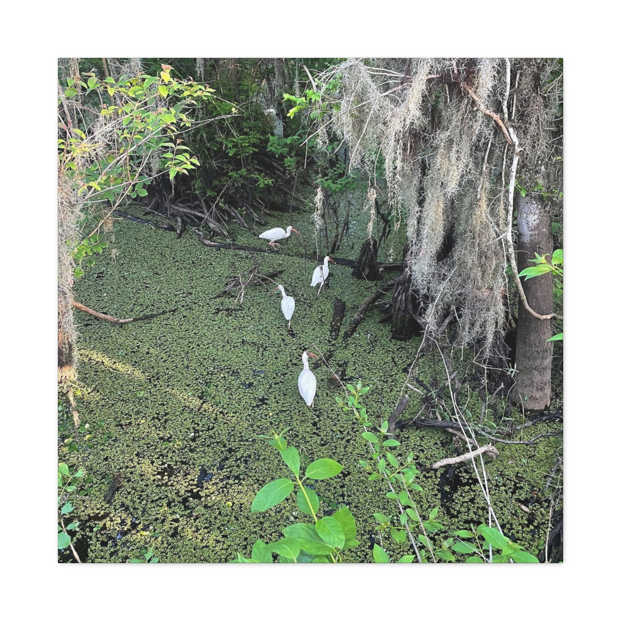 Swamp Egrets Canvas Print — Matte Stretched Nature Wall Art