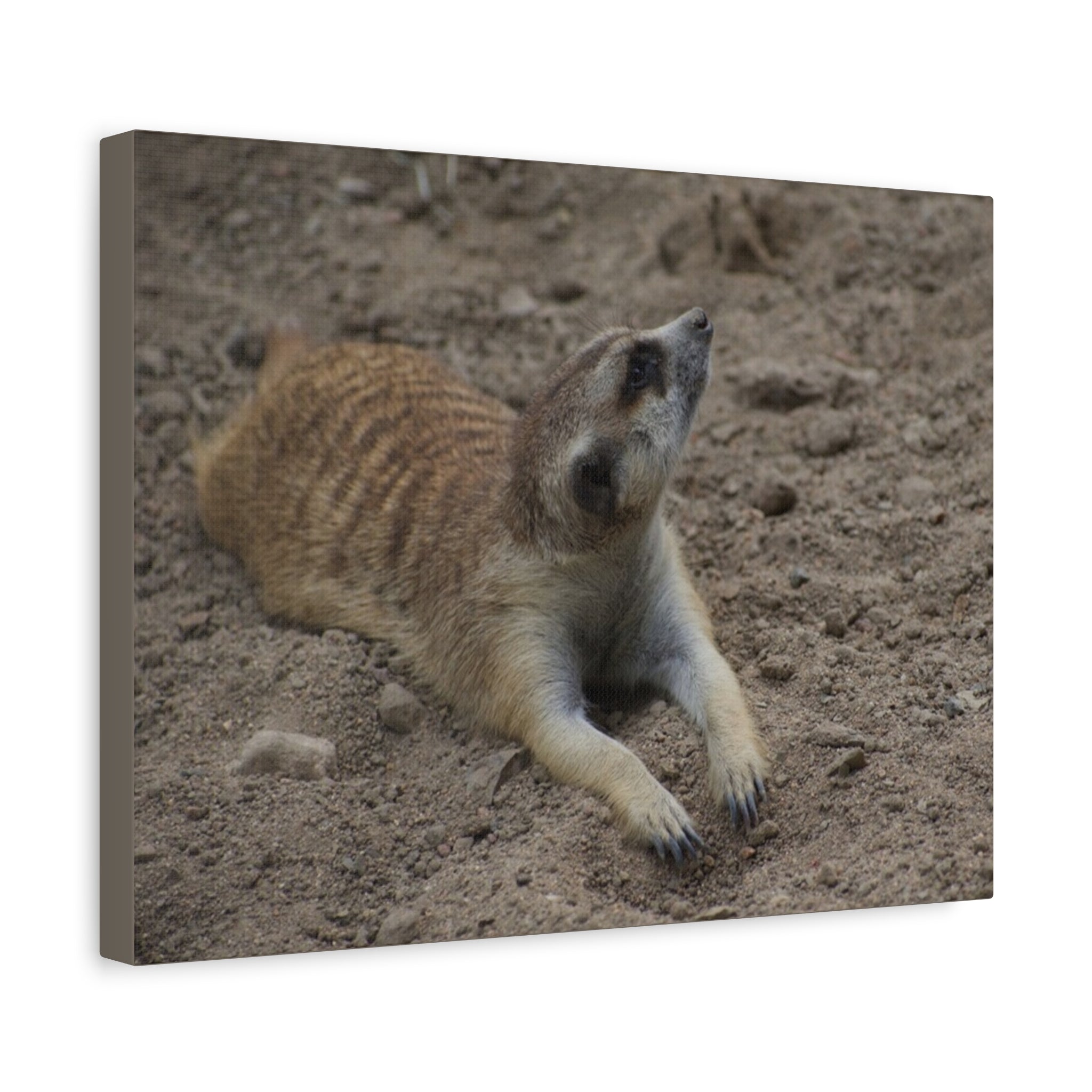 Meerkat Stretch Canvas Wall Art – Relaxed Desert Wildlife Print