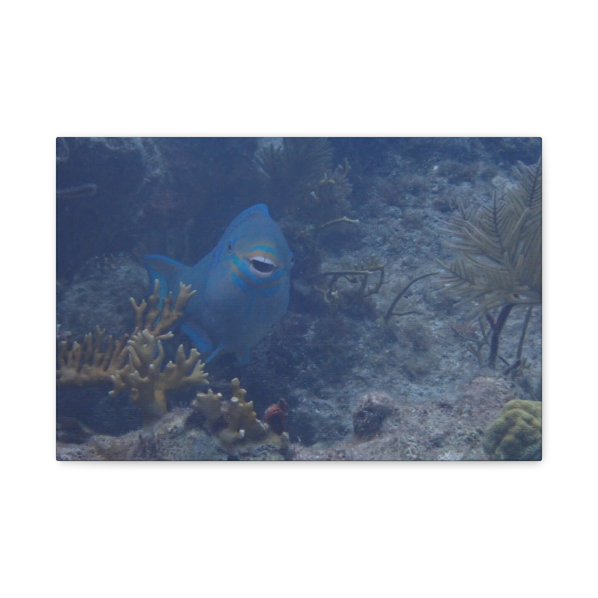 Underwater Parrotfish Canvas Print — Tropical Reef Wall Art