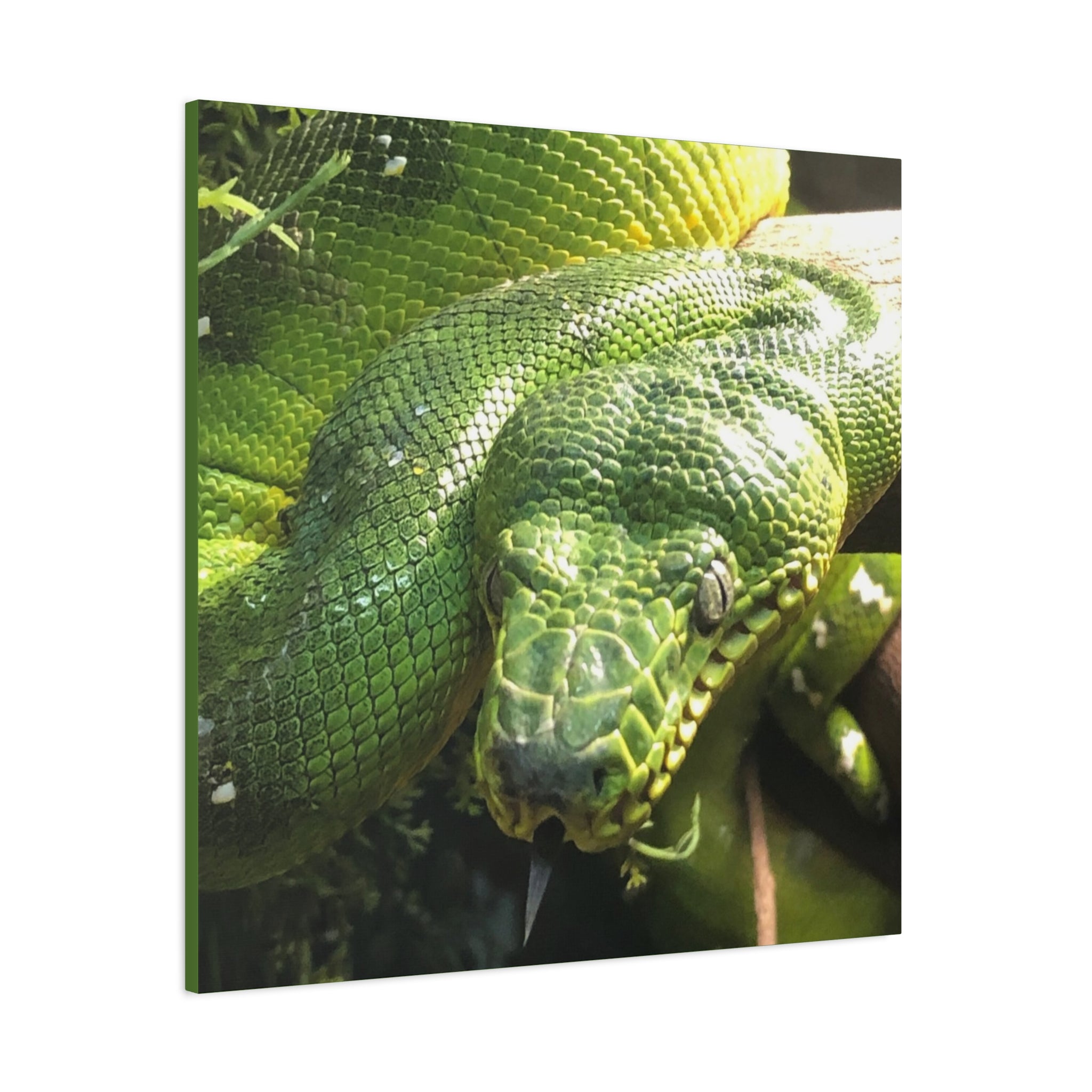 Green Tree Python Canvas Print — Tropical Snake Wall Art (Matte Stretched)