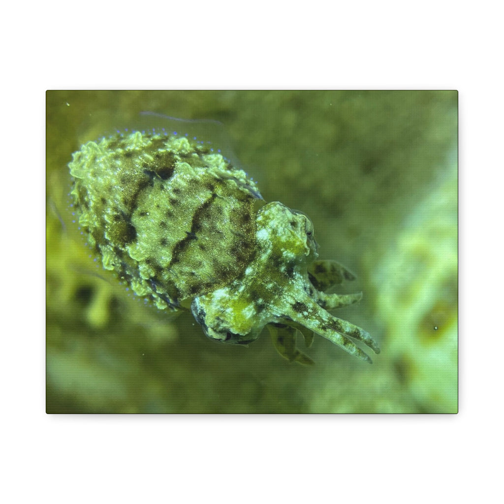 Dwarf Cuttlefish Canvas Print — Matte Stretched Sea Life Wall Art