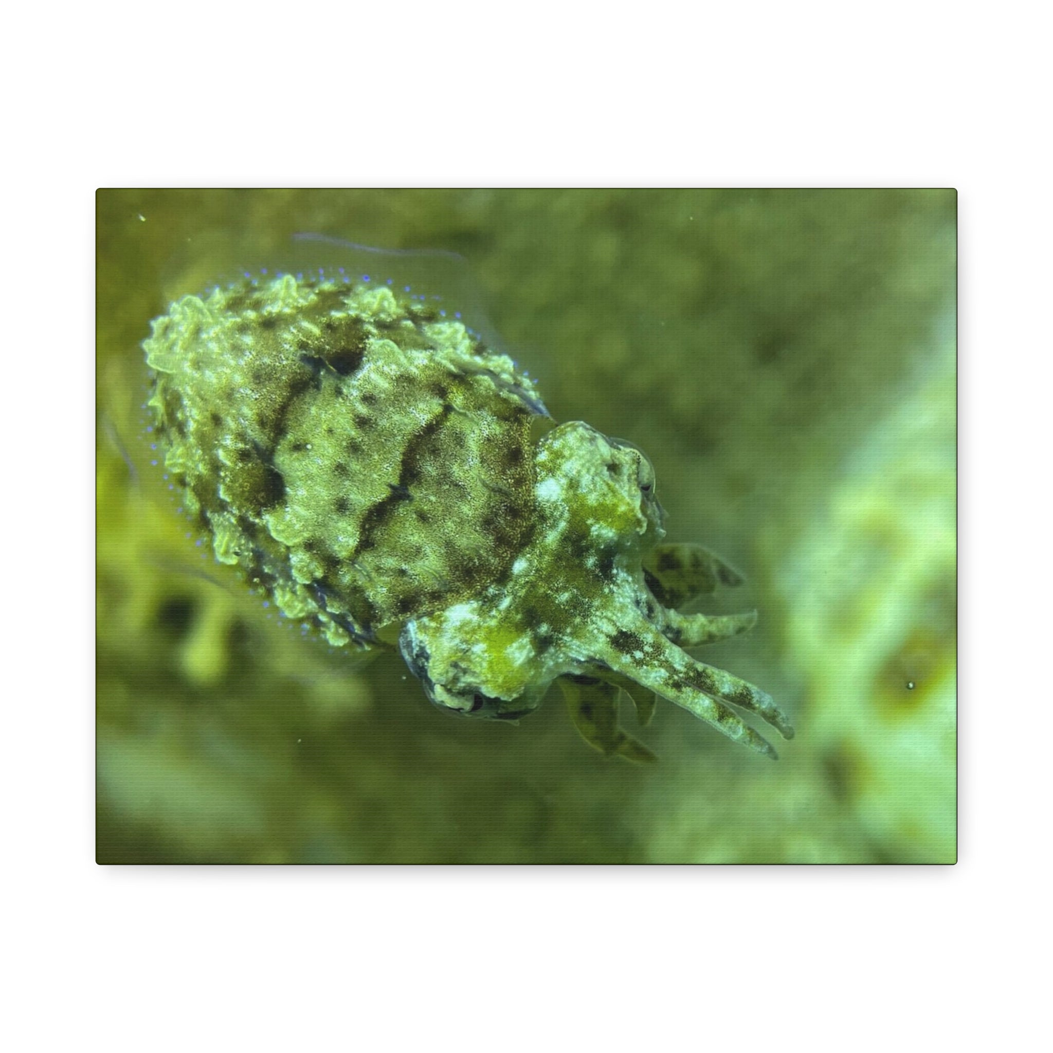 Dwarf Cuttlefish Canvas Print — Matte Stretched Sea Life Wall Art