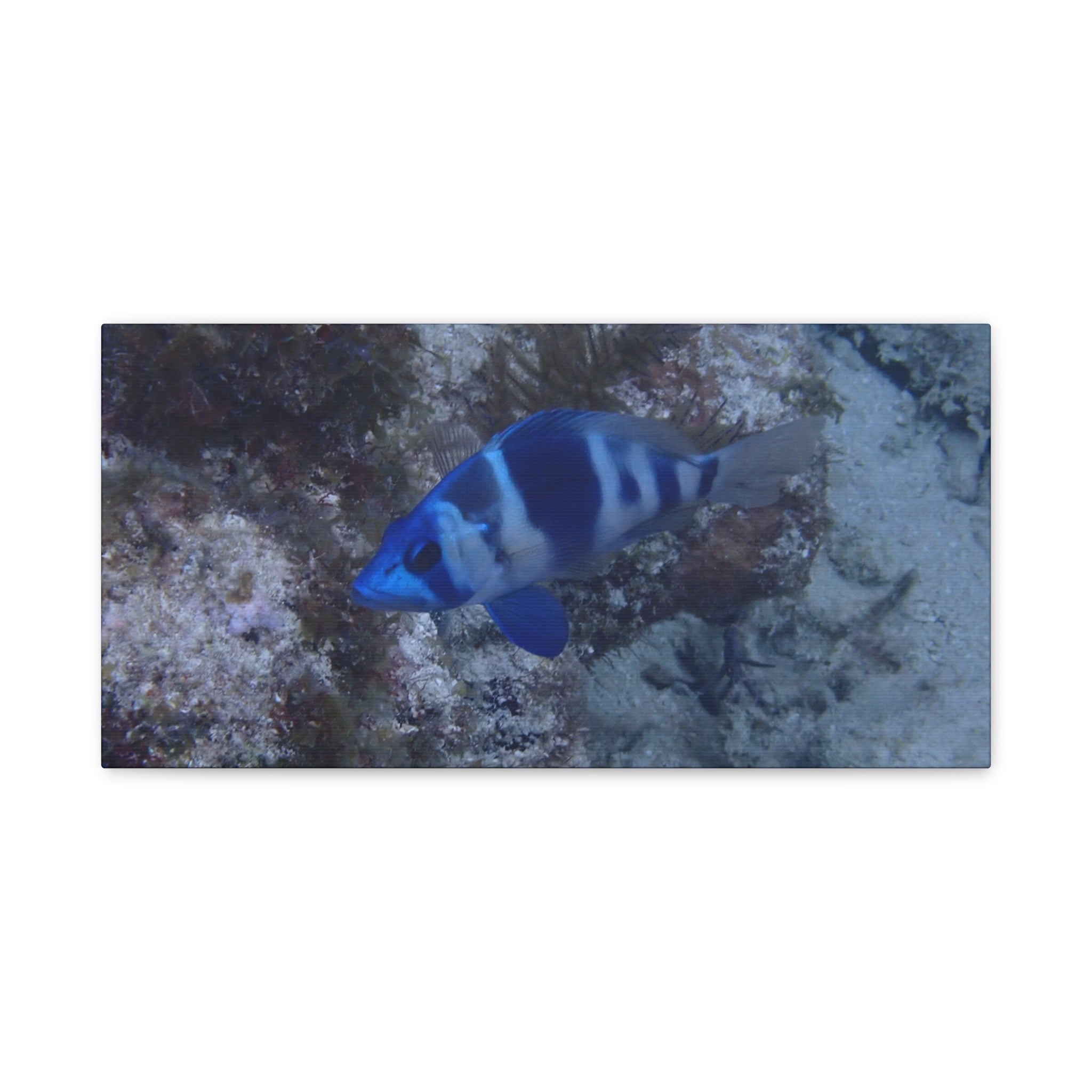 Indigo Hamlet Canvas Print — Underwater Matte Stretched Wall Art
