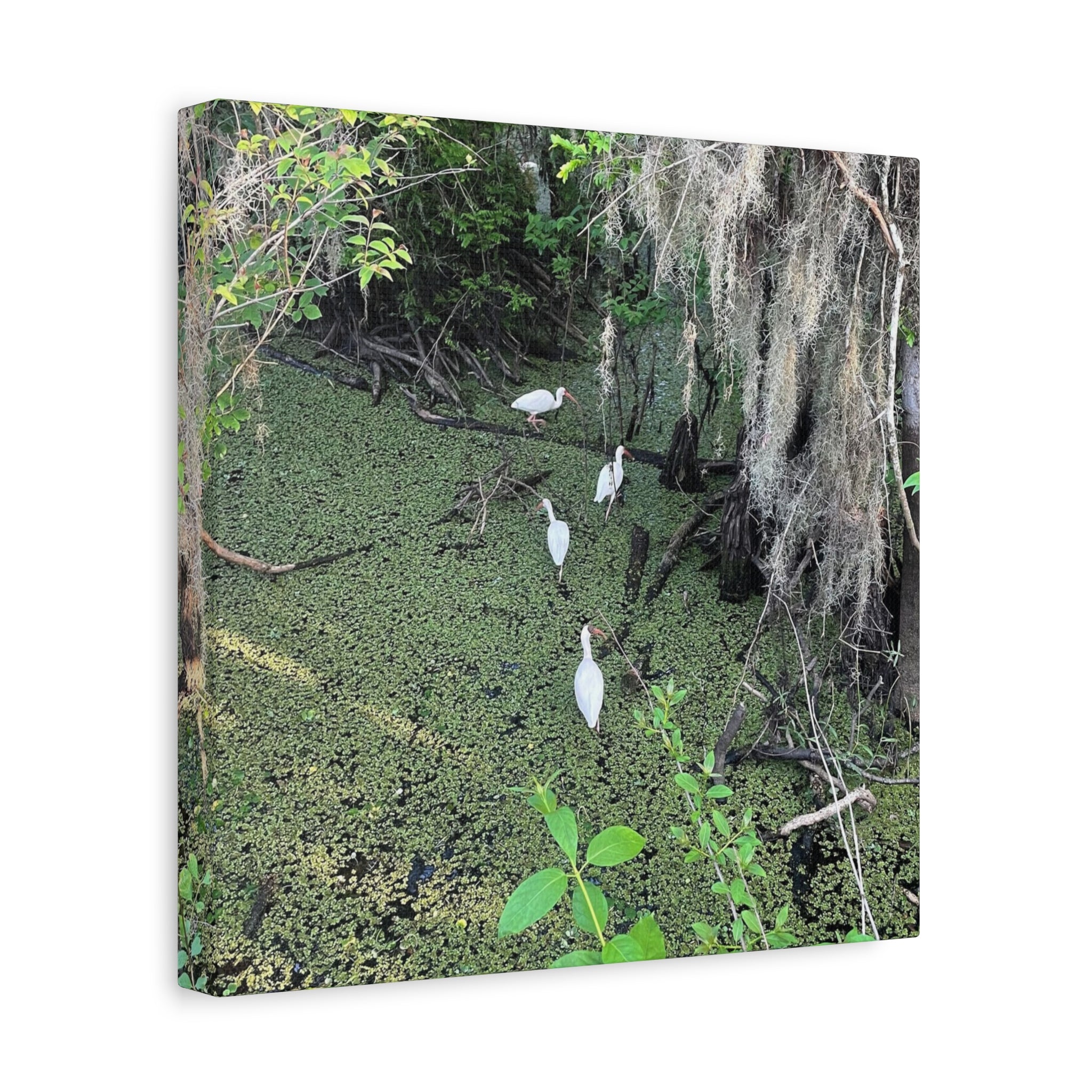 Swamp Egrets Canvas Print — Matte Stretched Nature Wall Art