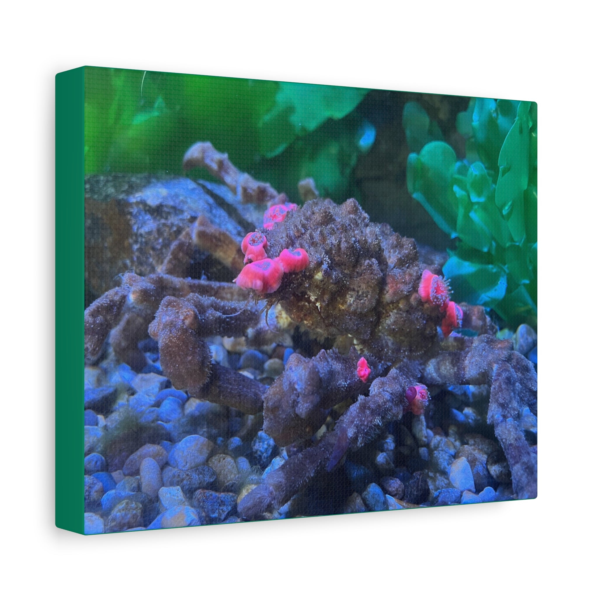 Decorator Crab Canvas Print — Colorful Underwater Art, Matte Stretched 1.25"