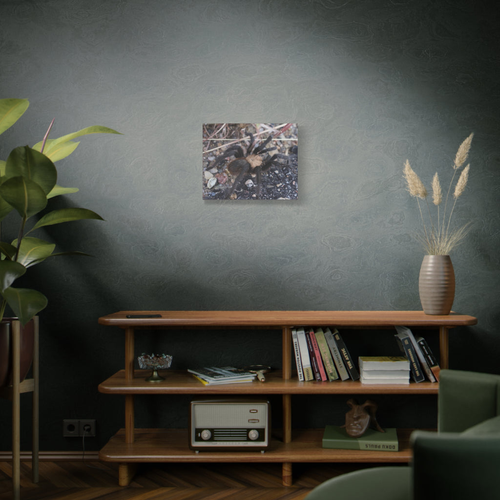 Tarantula Canvas Print — Matte Stretched Wall Art