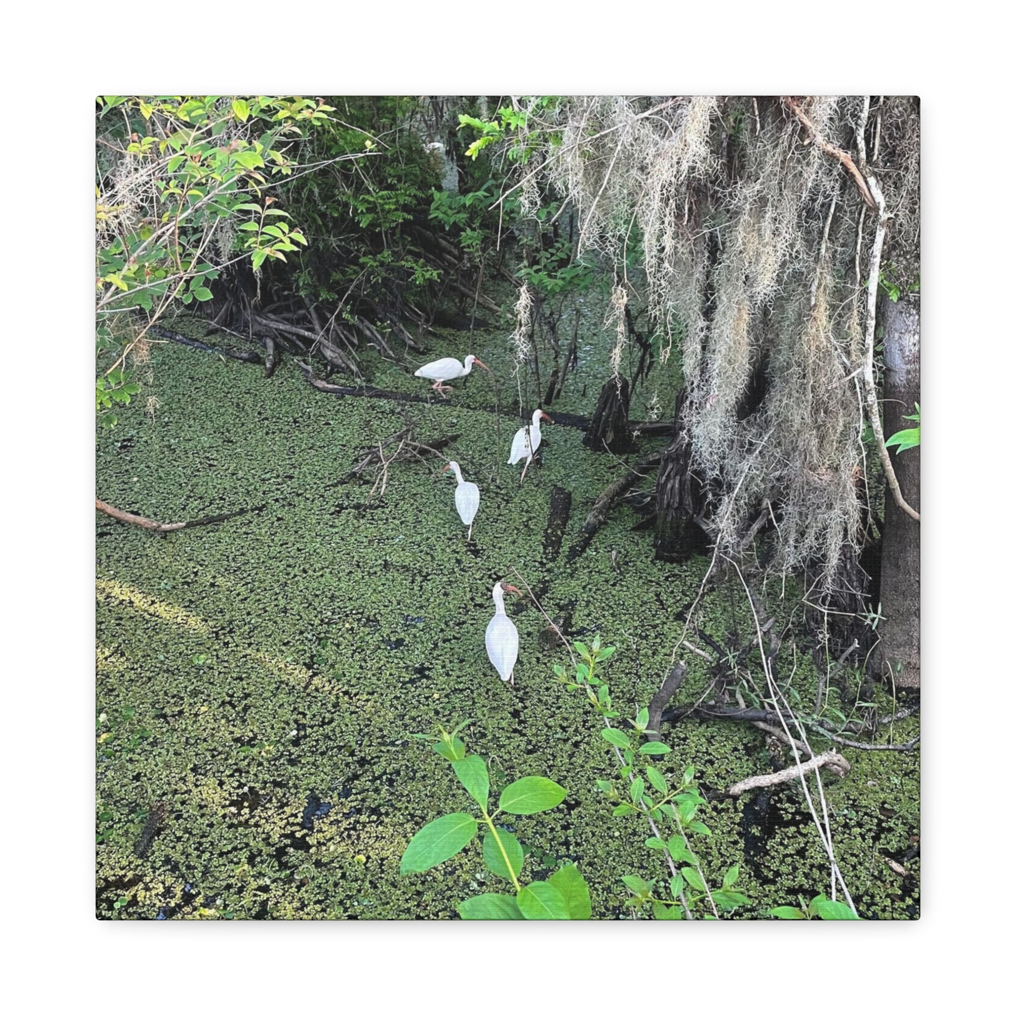 Swamp Egrets Canvas Print — Matte Stretched Nature Wall Art