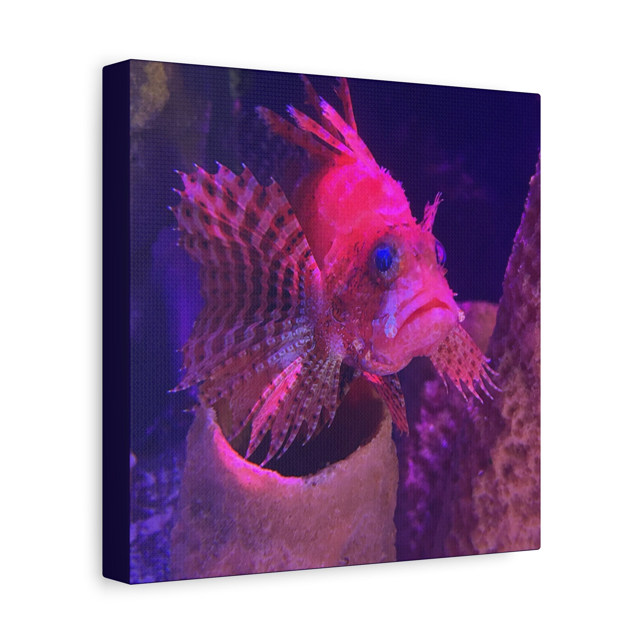 Fuzzy Dwarf Lionfish Canvas Print — Vibrant Marine Wall Art (1.25" Stretched)