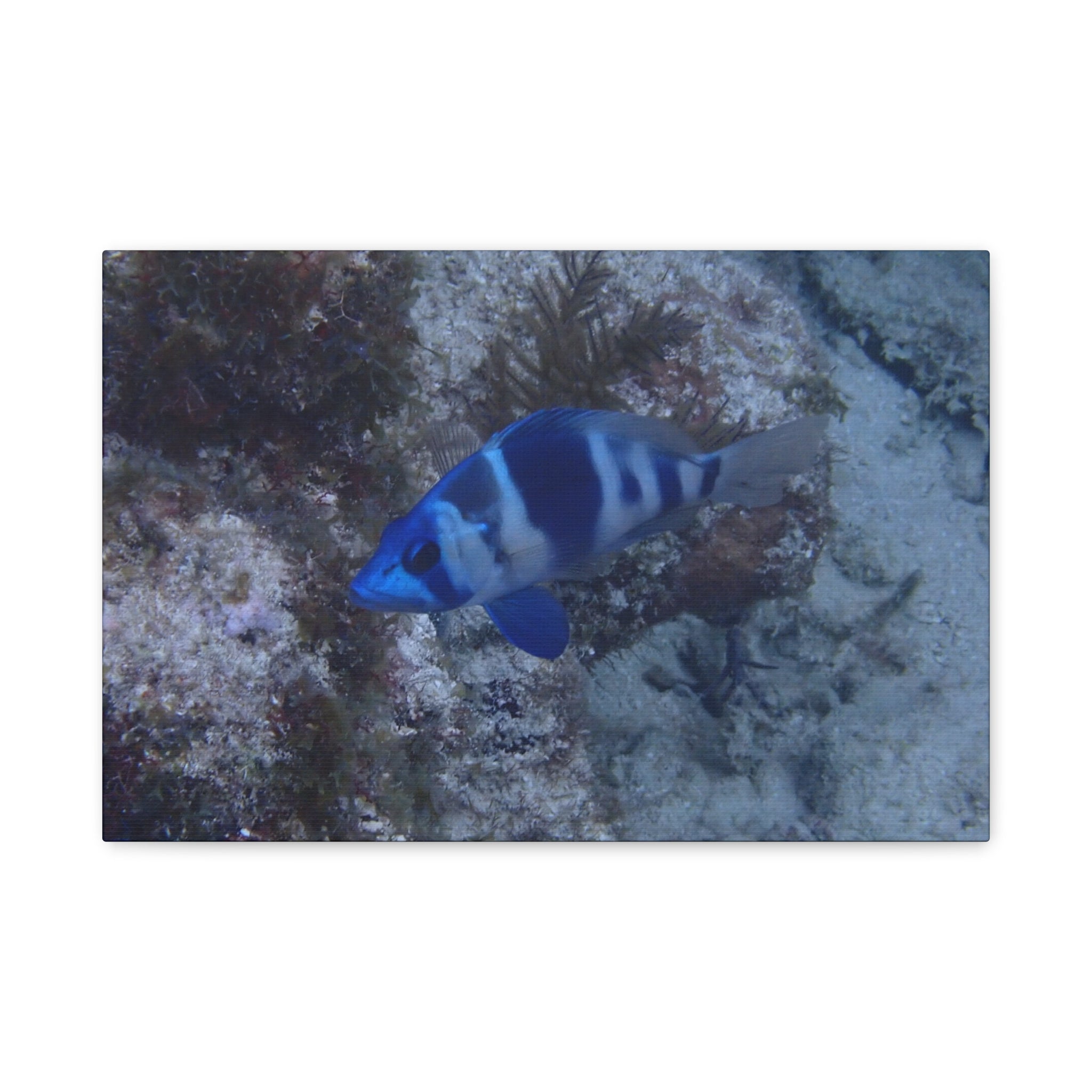 Indigo Hamlet Canvas Print — Underwater Matte Stretched Wall Art