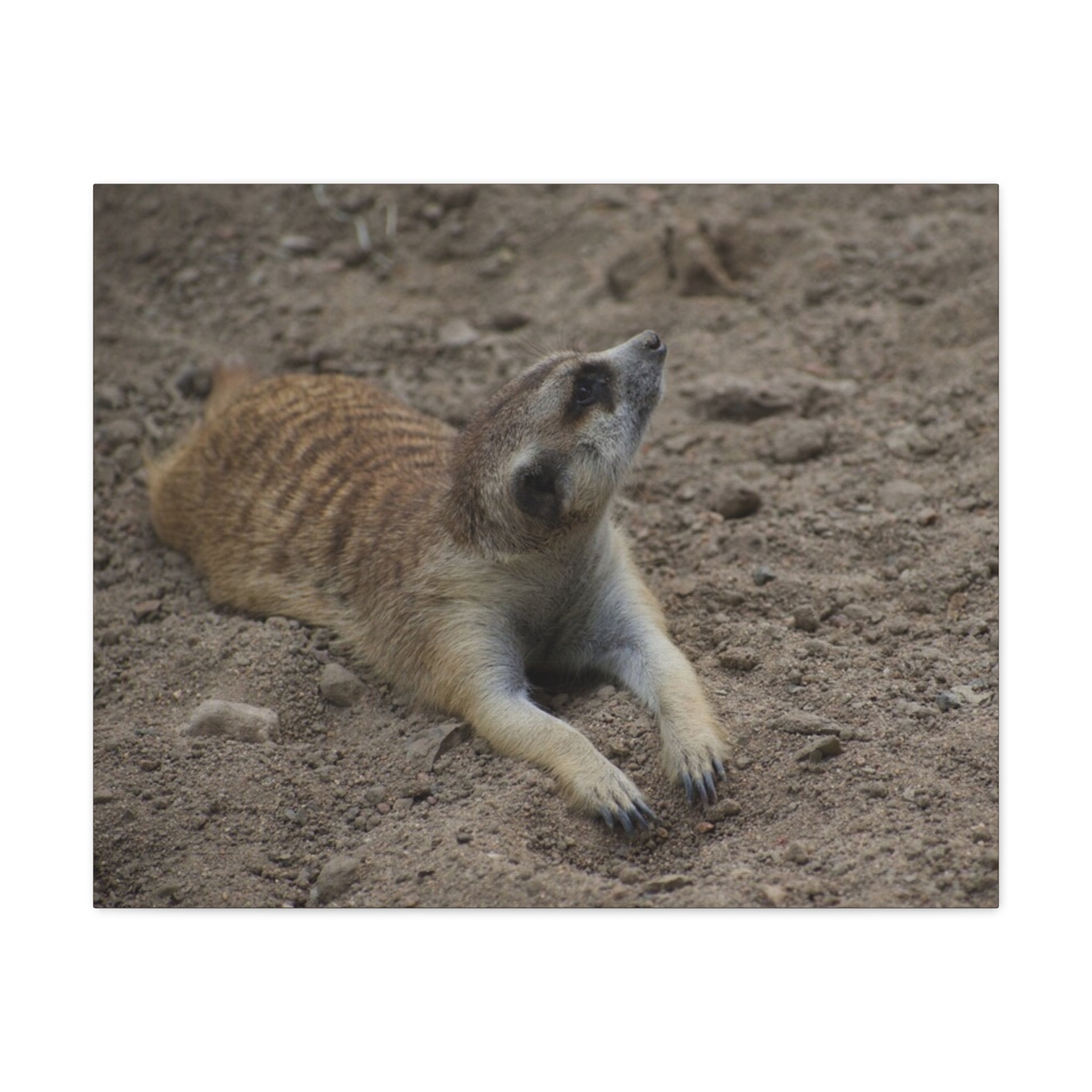 Meerkat Stretch Canvas Wall Art – Relaxed Desert Wildlife Print