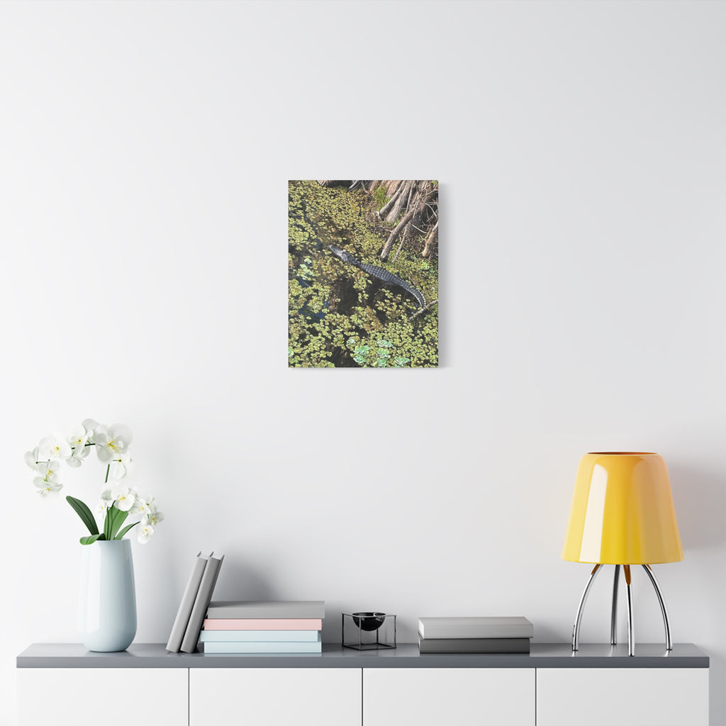 Alligator Photography Canvas Print — Matte Stretched Wall Art