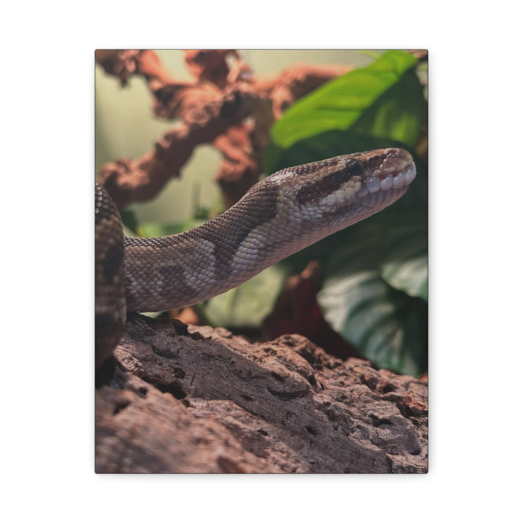 Ball Python Wildlife Matte Stretched Canvas Print — Reptile Wall Art