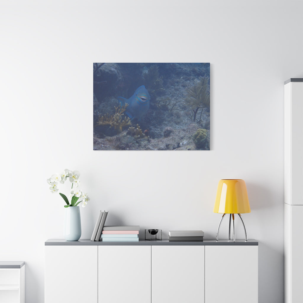 Underwater Parrotfish Canvas Print — Tropical Reef Wall Art